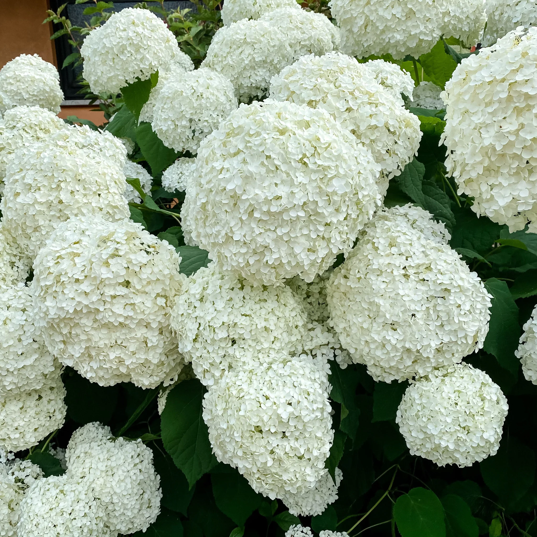 Hydrangea arborescens 'Annabelle' 9cm / 2L / 6L - Image 2