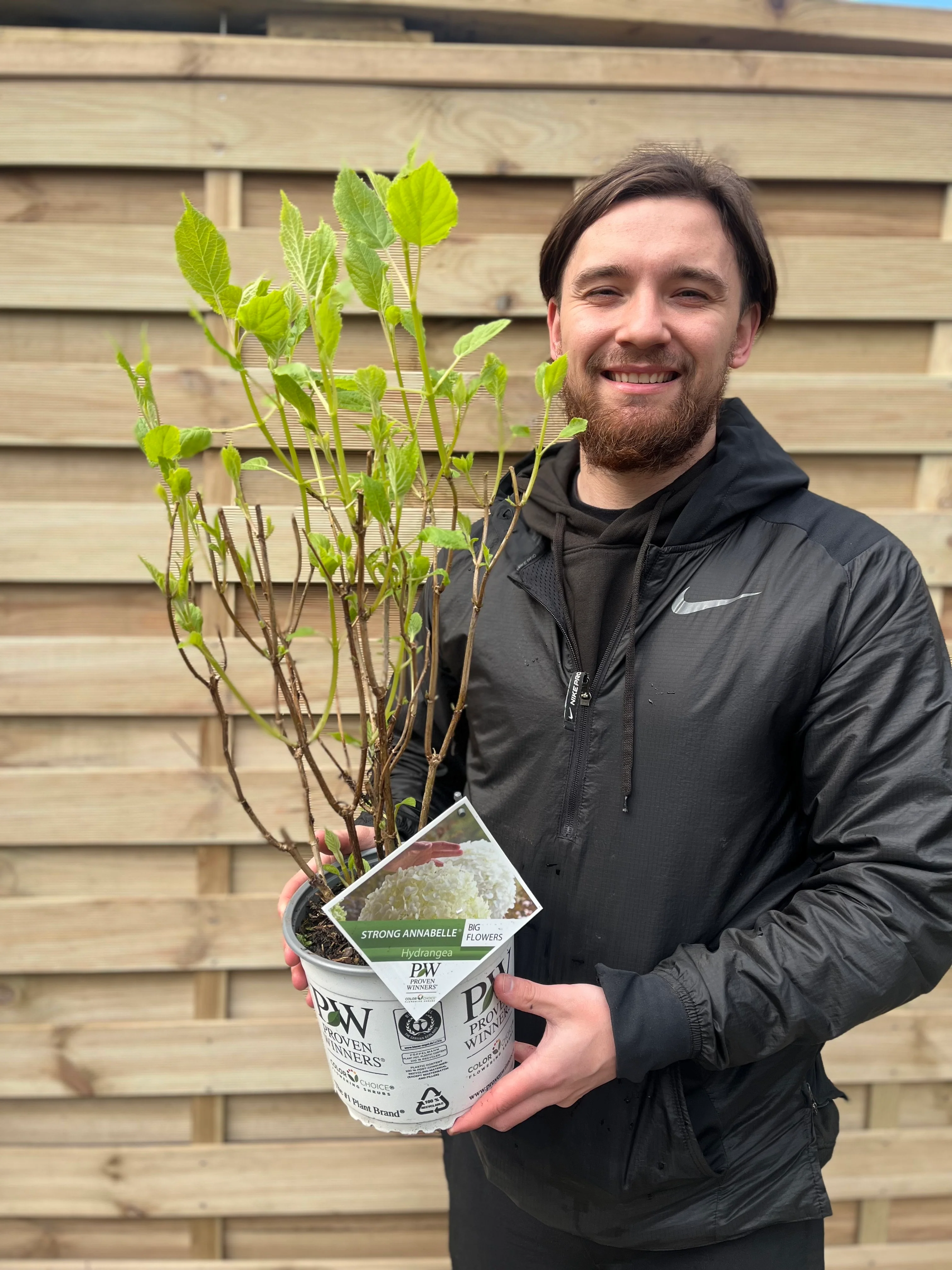 Hydrangea arborescens 'Incrediball' / 'Strong Annabelle' 3L / 5L / 7.5L / 10L / 20L - Image 6