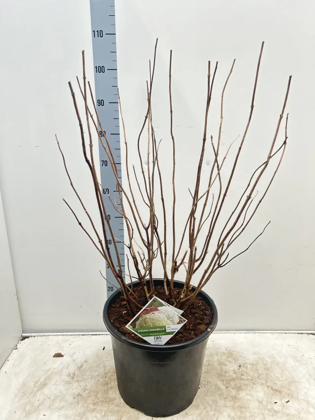 Hydrangea arborescens 'Incrediball' / 'Strong Annabelle' 3L / 5L / 7.5L / 10L / 20L - Image 8