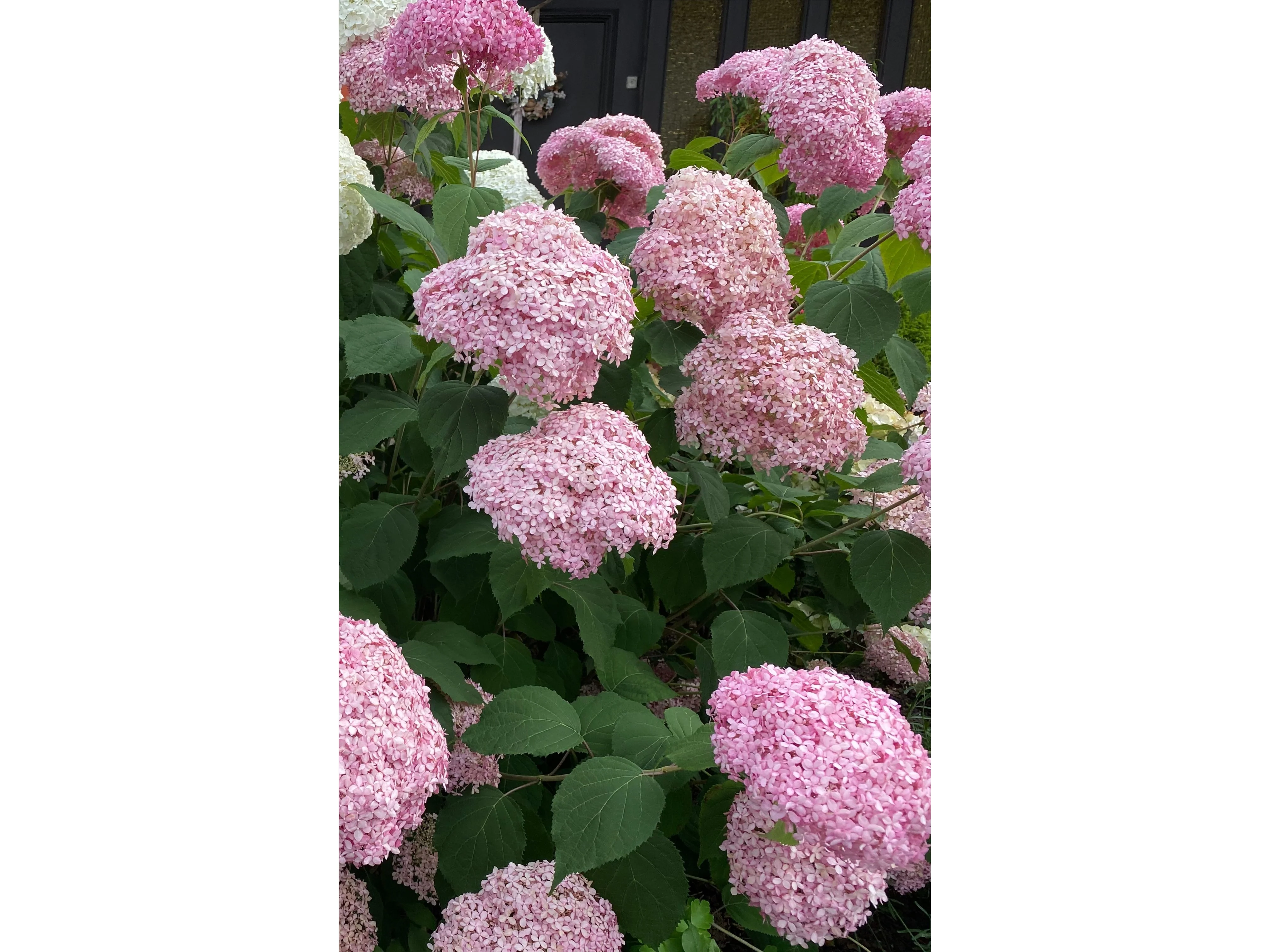 Hydrangea arborescens 'Strong Annabelle Pink' 3L - Image 2