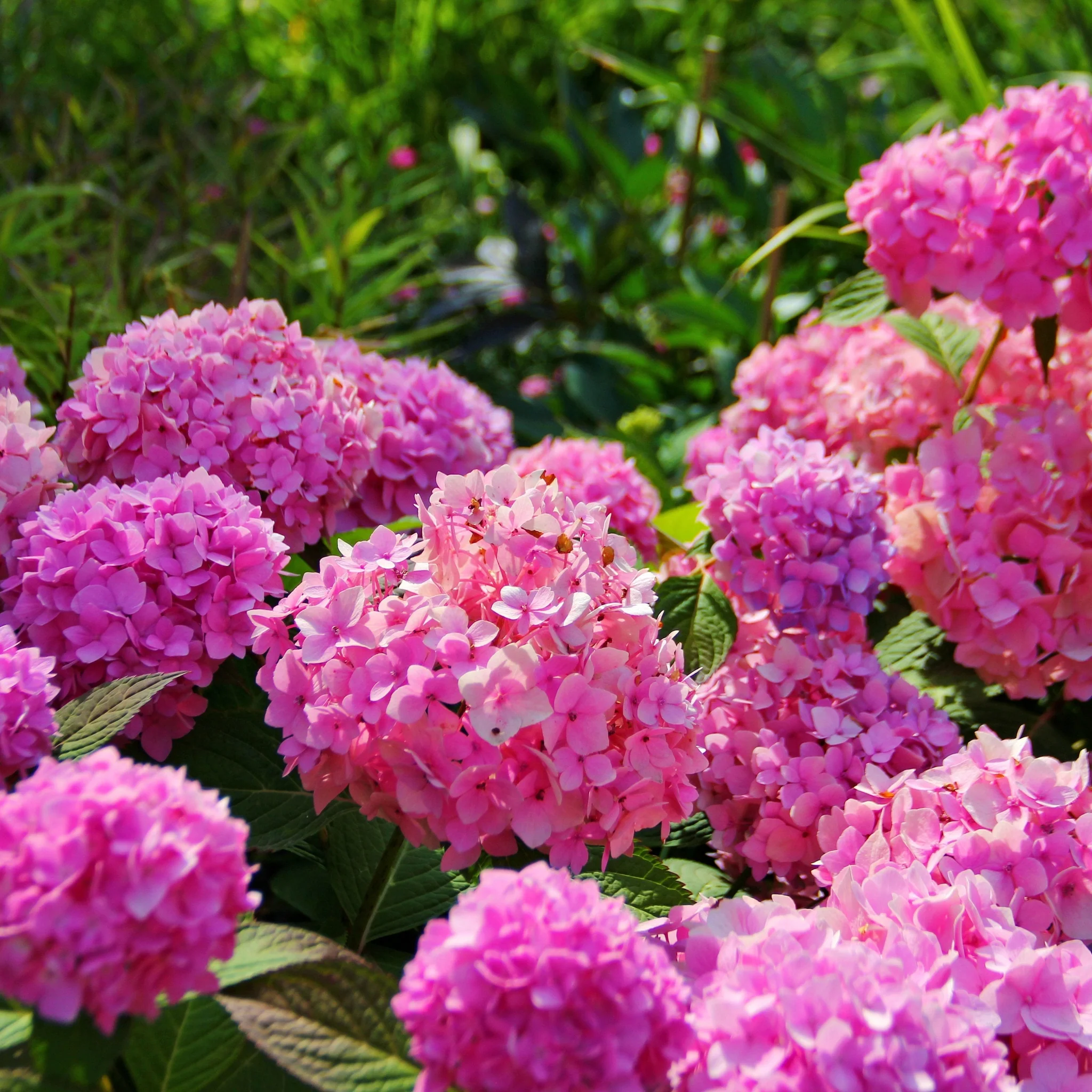 Hydrangea macrophylla | Surprise colour 1.5L (Our Choice) - Image 2
