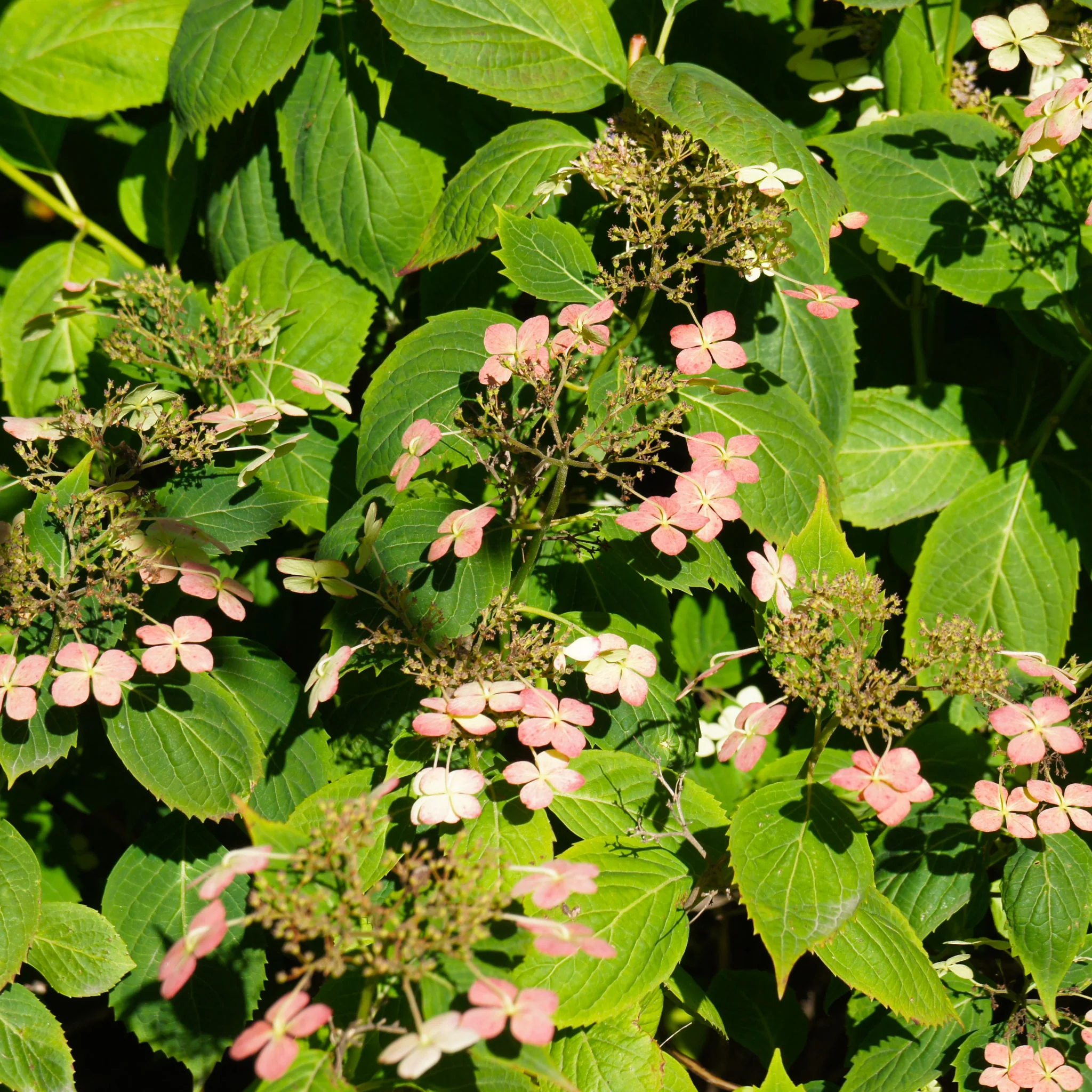 Hydrangea paniculata 'Dharuma' 9.5L - Image 2