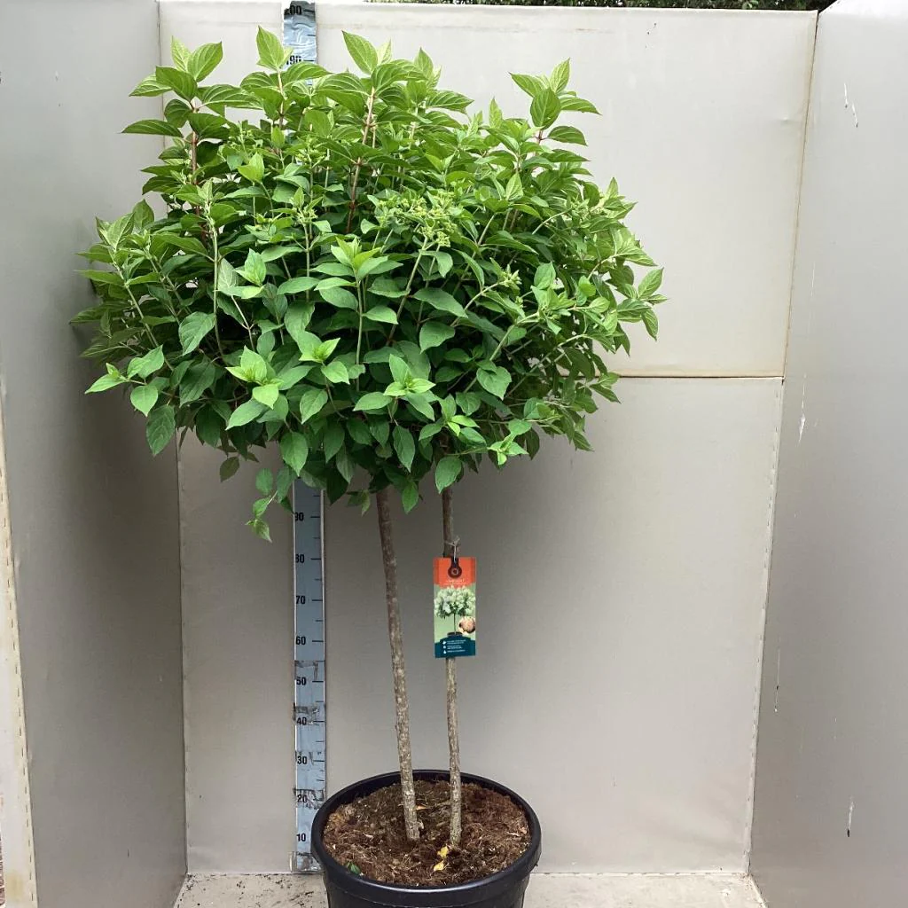 Hydrangea paniculata 'LimeLight€™ Multistem Tree 12L-45L - Image 2