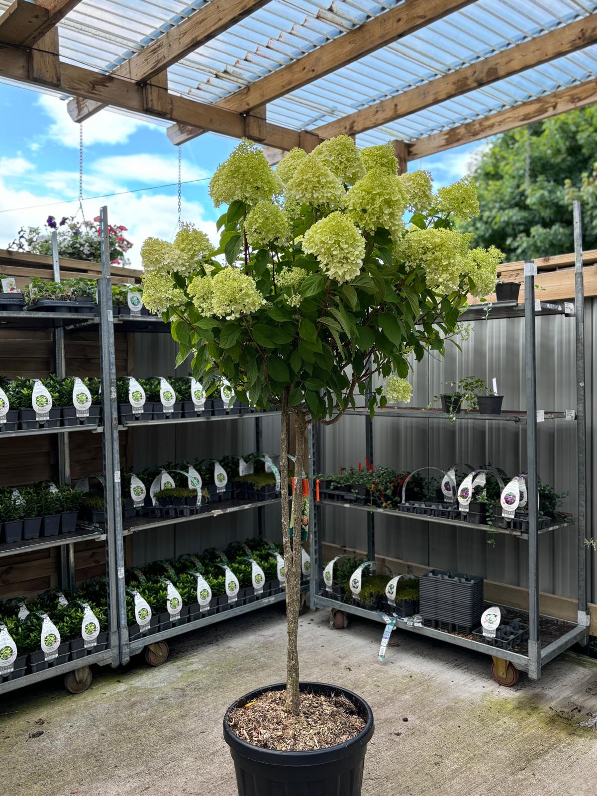Hydrangea paniculata 'LimeLight€™ Multistem Tree 12L-45L - Image 6