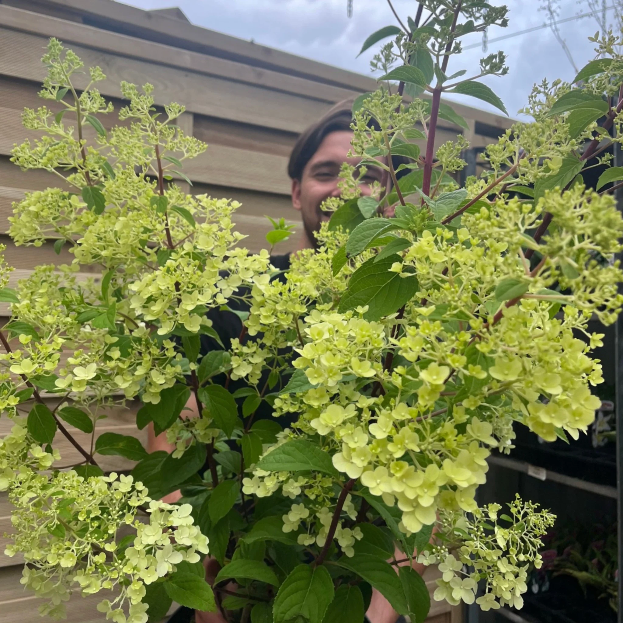 Hydrangea paniculata 'Silver Dollar' 1.5/10L - Image 2