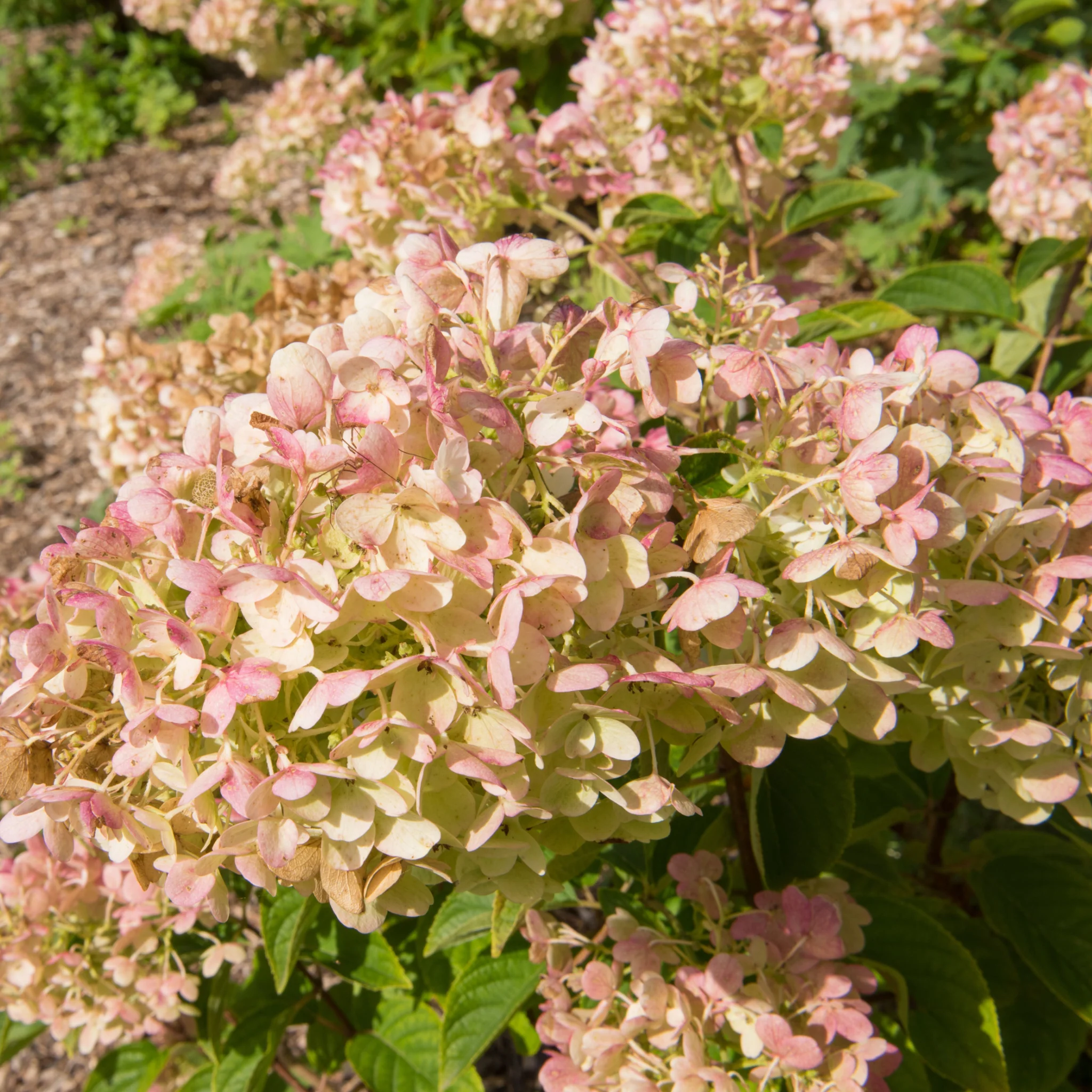 Hydrangea paniculata 'Silver Dollar' 1.5/10L - Image 3