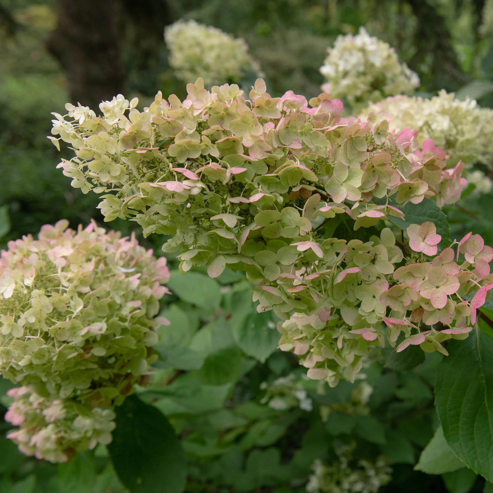 Hydrangea paniculata 'Unique' 1L (30-40cm inc pot) - Image 2