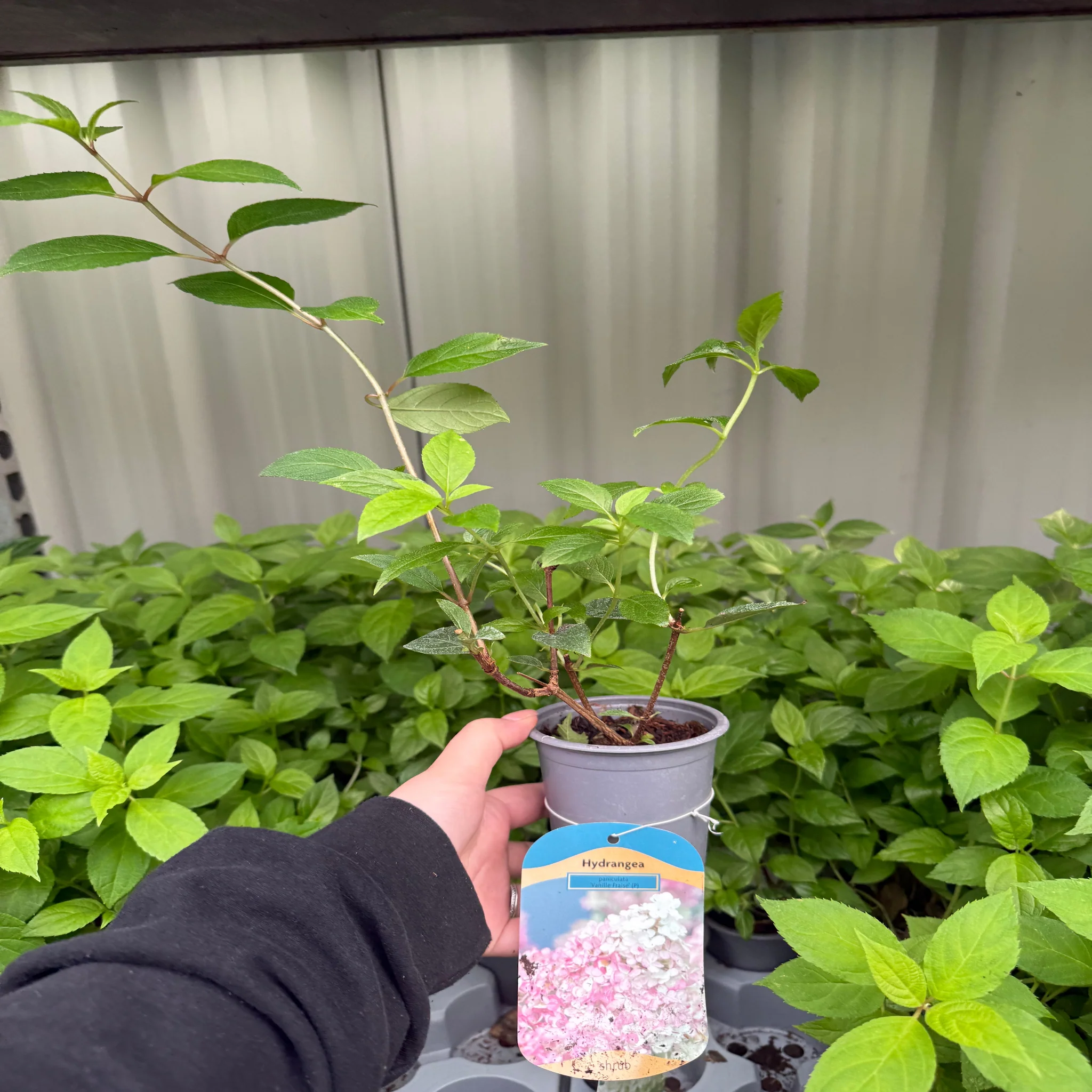Hydrangea paniculata 'Vanille Fraise' 9cm / 1.5L / 3L - Image 3