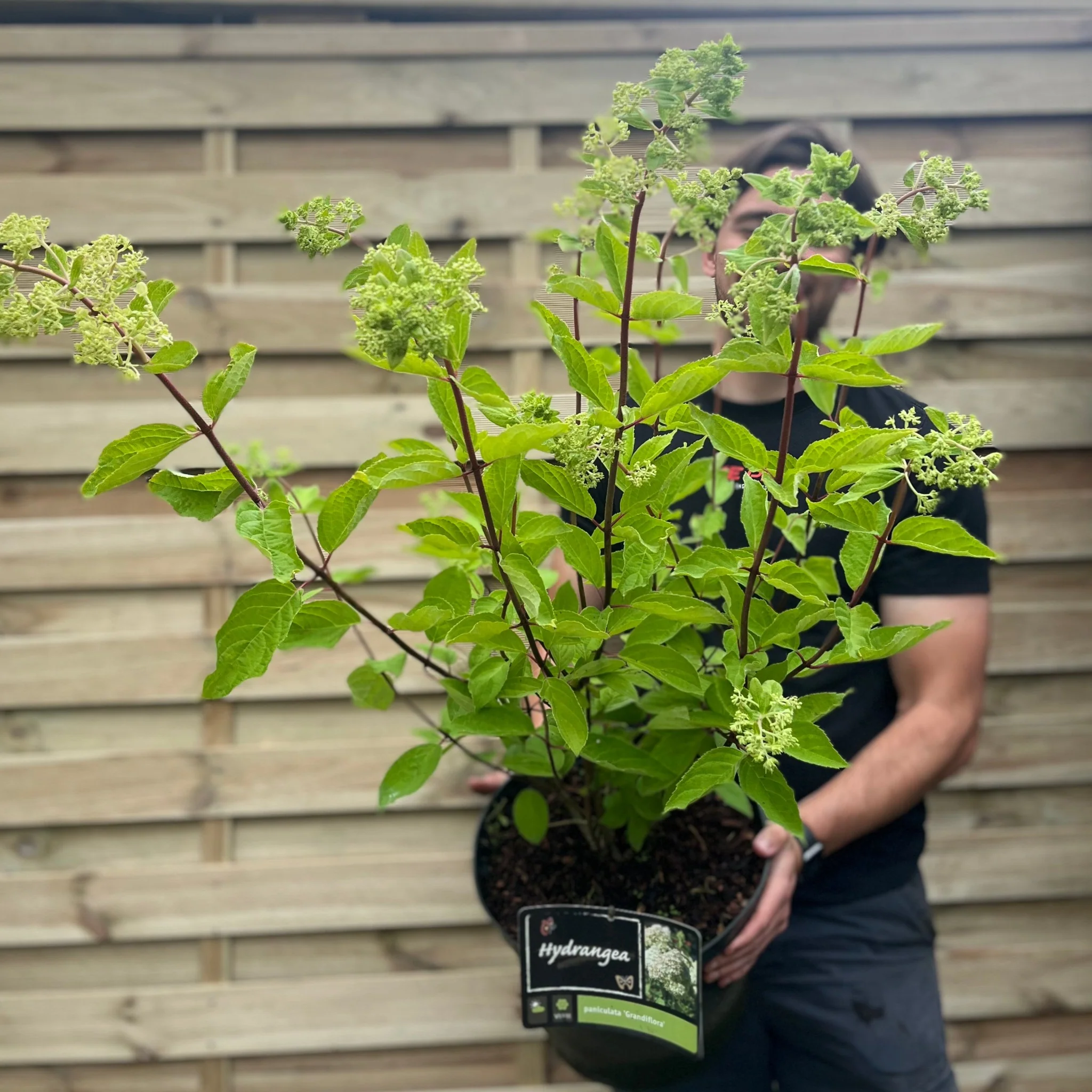 Hydrangea paniculata 'Wim's Red' 2L / 3L / 10L - Image 4