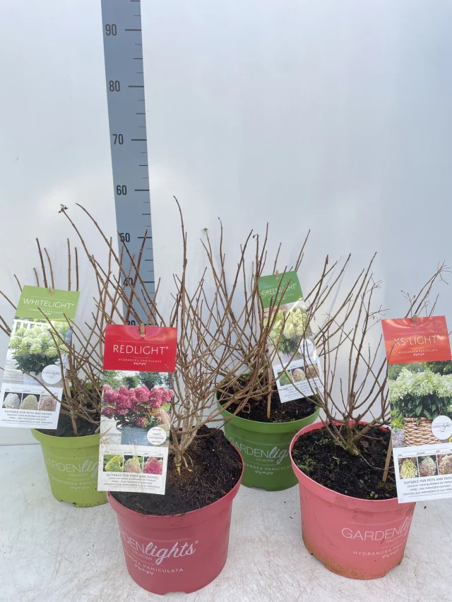 Hydrangea paniculata 'Red Light' 2L / 5L - Image 4