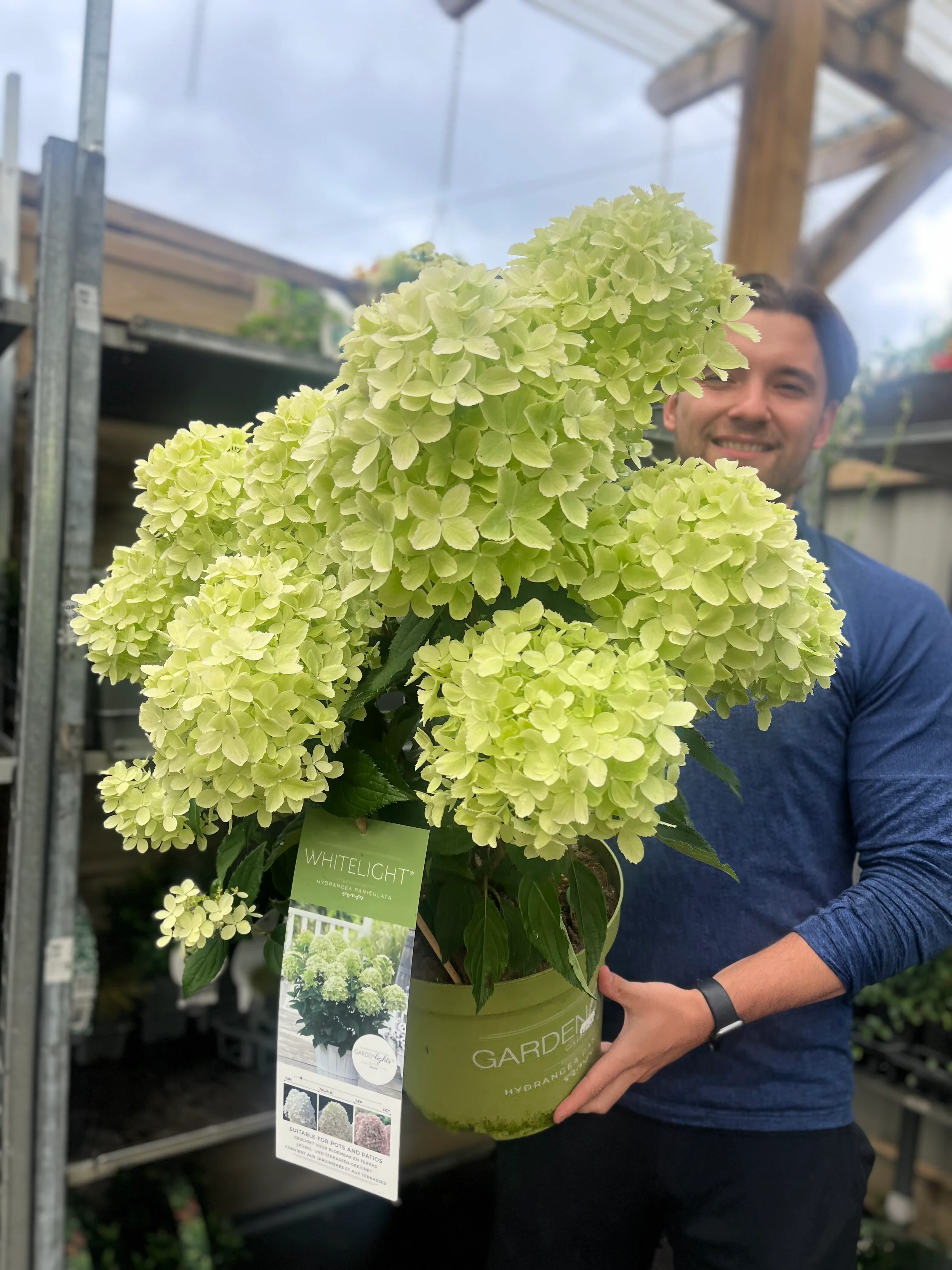 Hydrangea paniculata 'White Light' 2L / 5L / 7.5L - Image 2