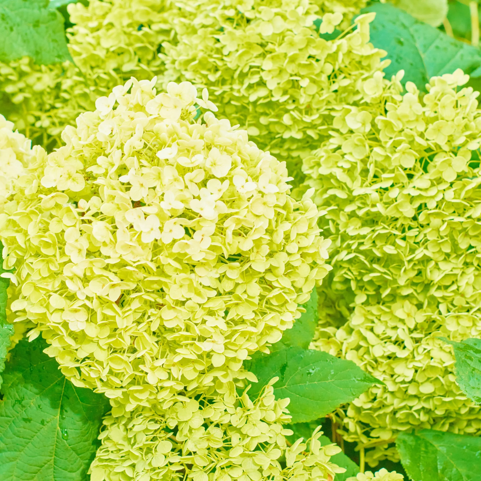 Hydrangea paniculata 'White Light' 2L / 5L / 7.5L - Image 4
