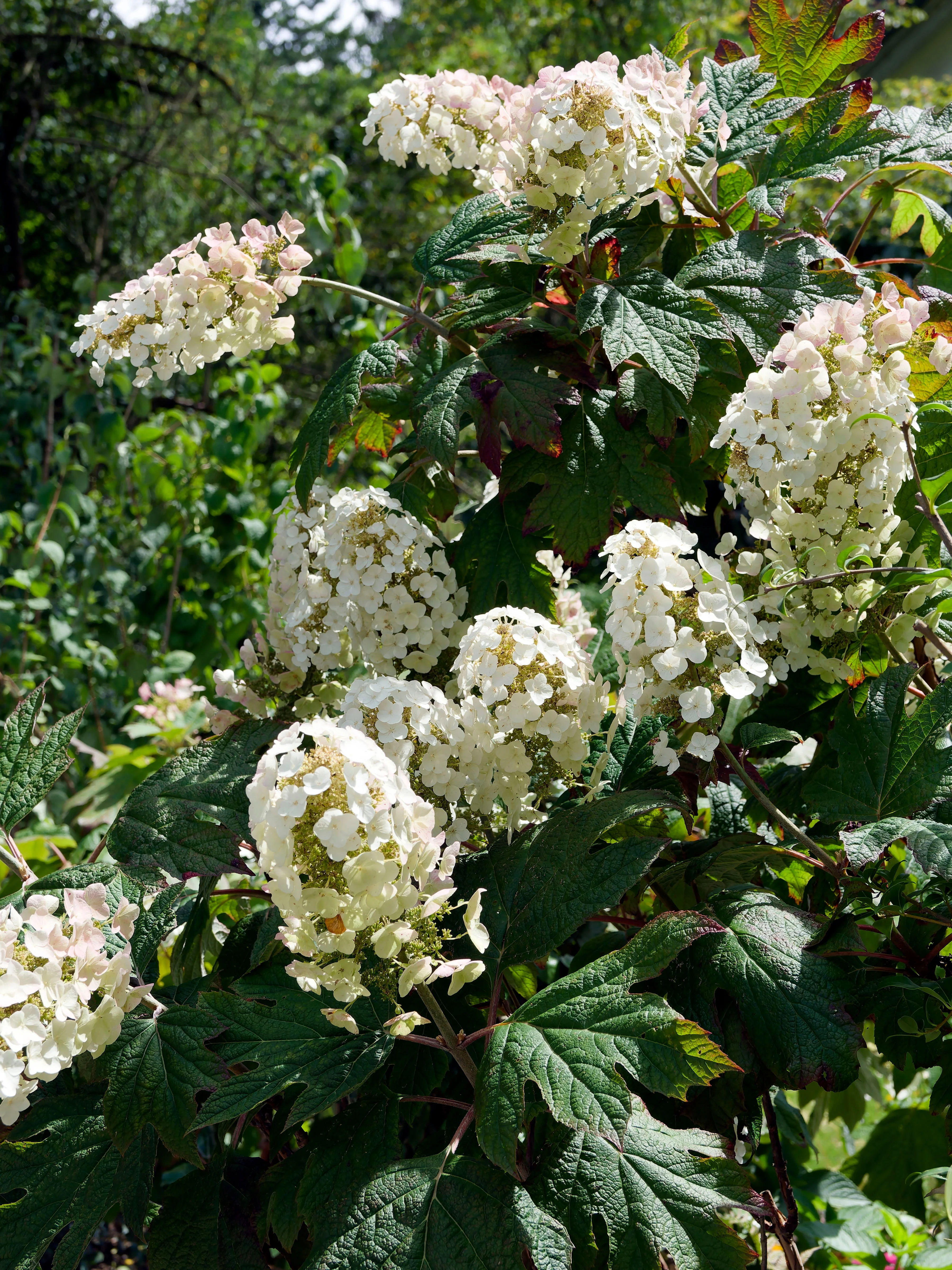 Hydrangea quercifolia 'Burgundy' (Oak Leaf Hydrangea) - 2.5L - Image 2