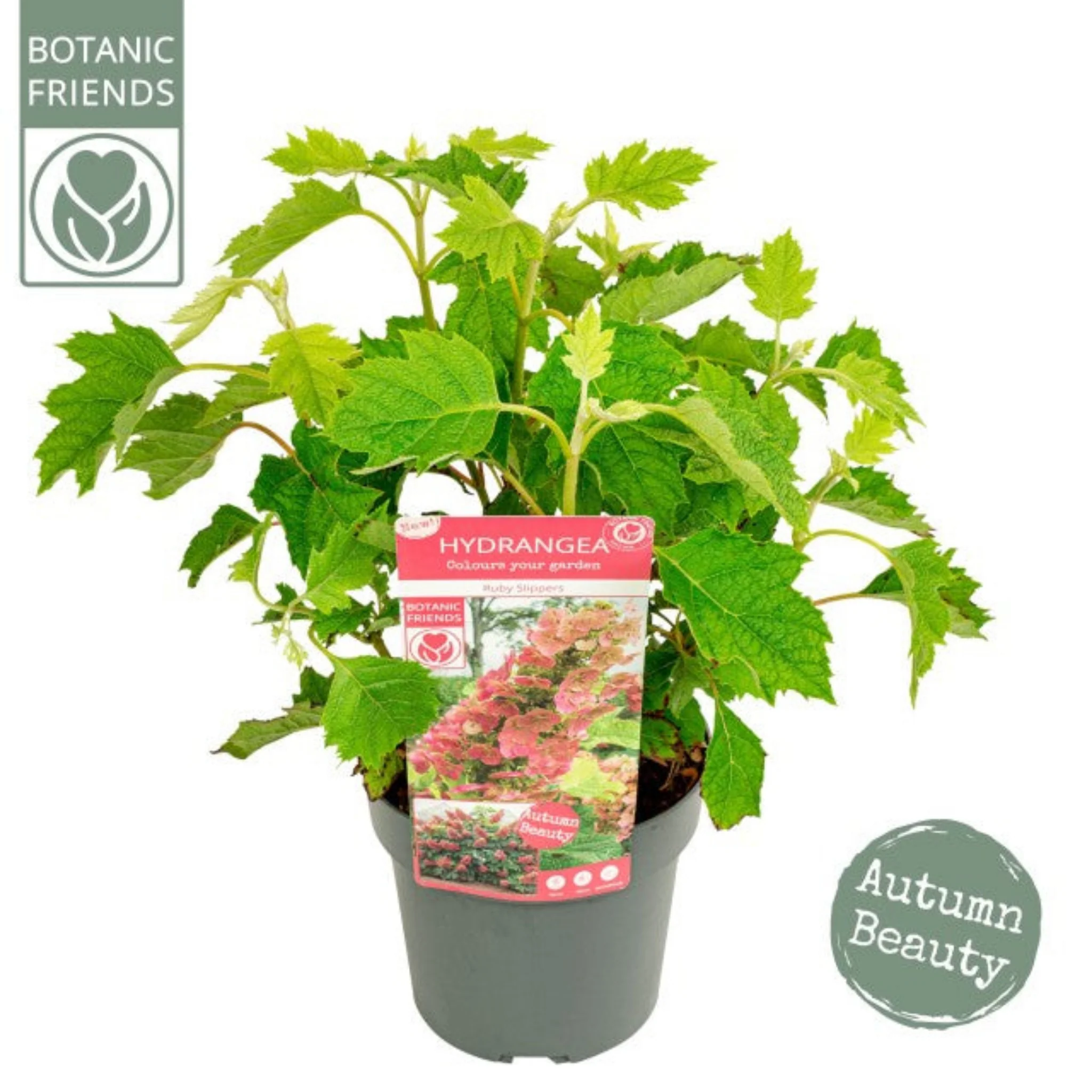 Hydrangea quercifolia 'Ruby Slippers' 3L - Image 2