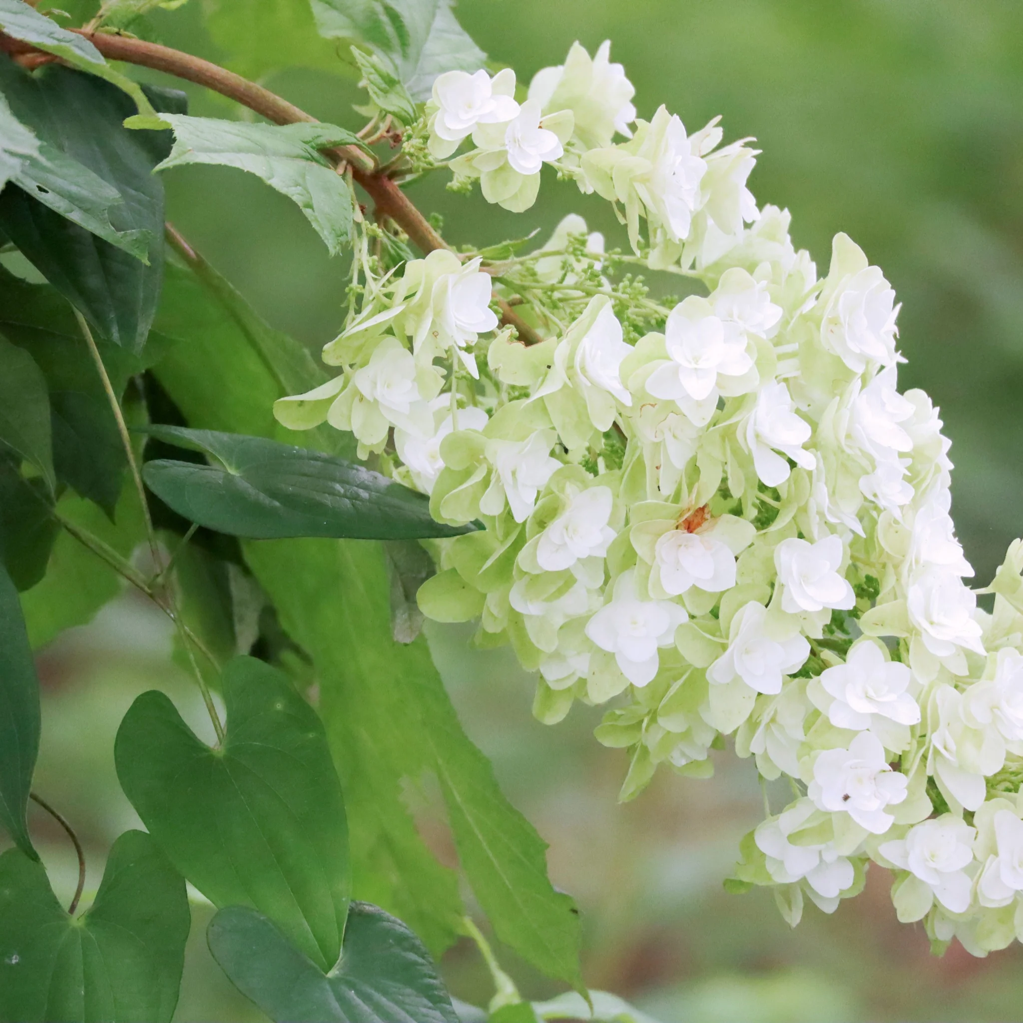 Hydrangea quercifolia 'Snow Flake' (Oak Leaf Hydrangea) - 2.5L - Image 2