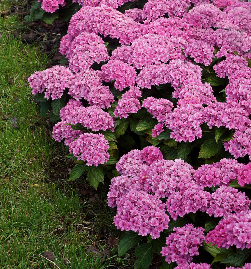 Hydrangea 'Together' 9cm - Image 2