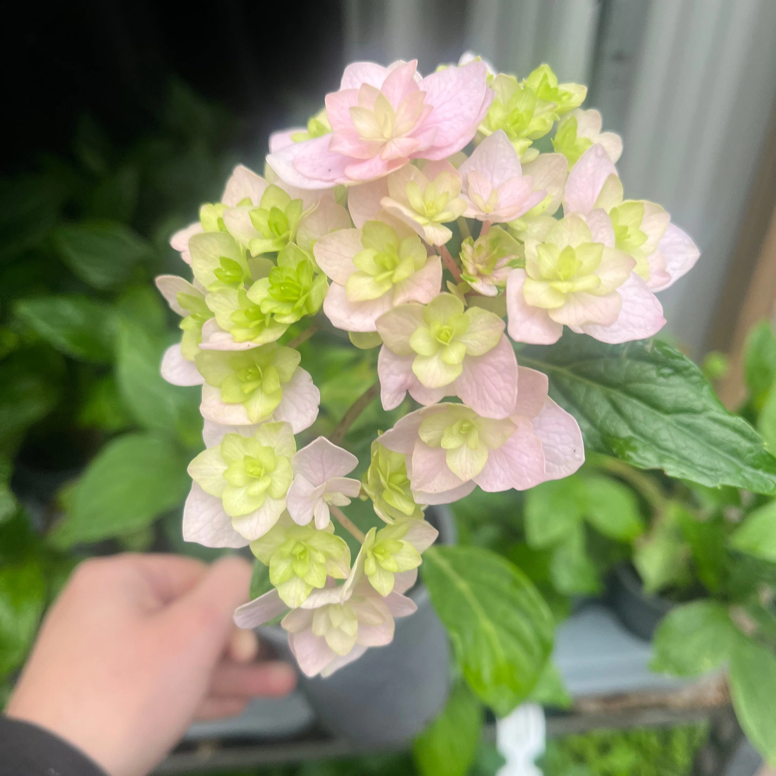 Hydrangea 'Together' 9cm - Image 3