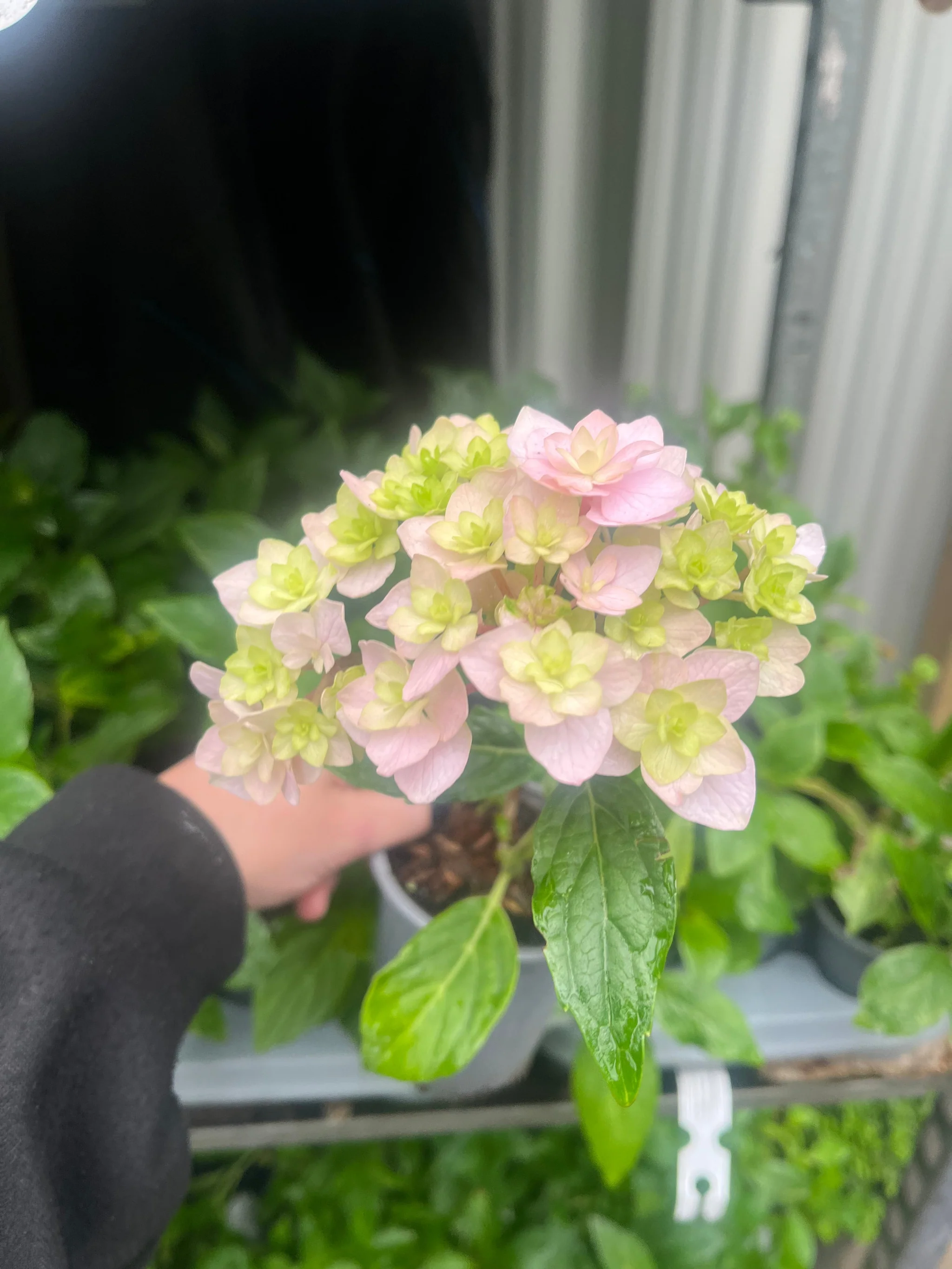 Hydrangea 'Together' 9cm - Image 4