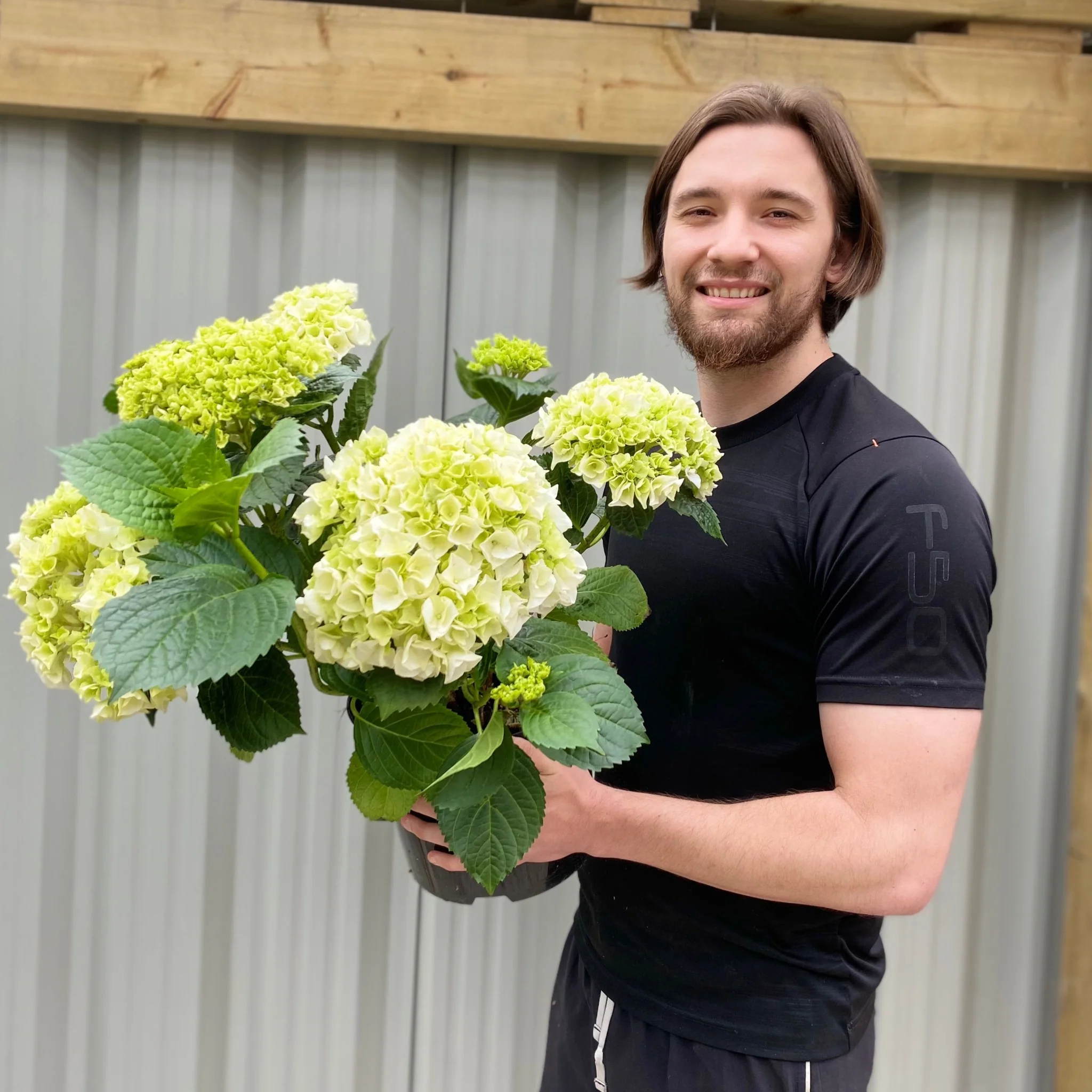 Hydrangea macrophylla 'White Ball' 9cm-10L - Image 4
