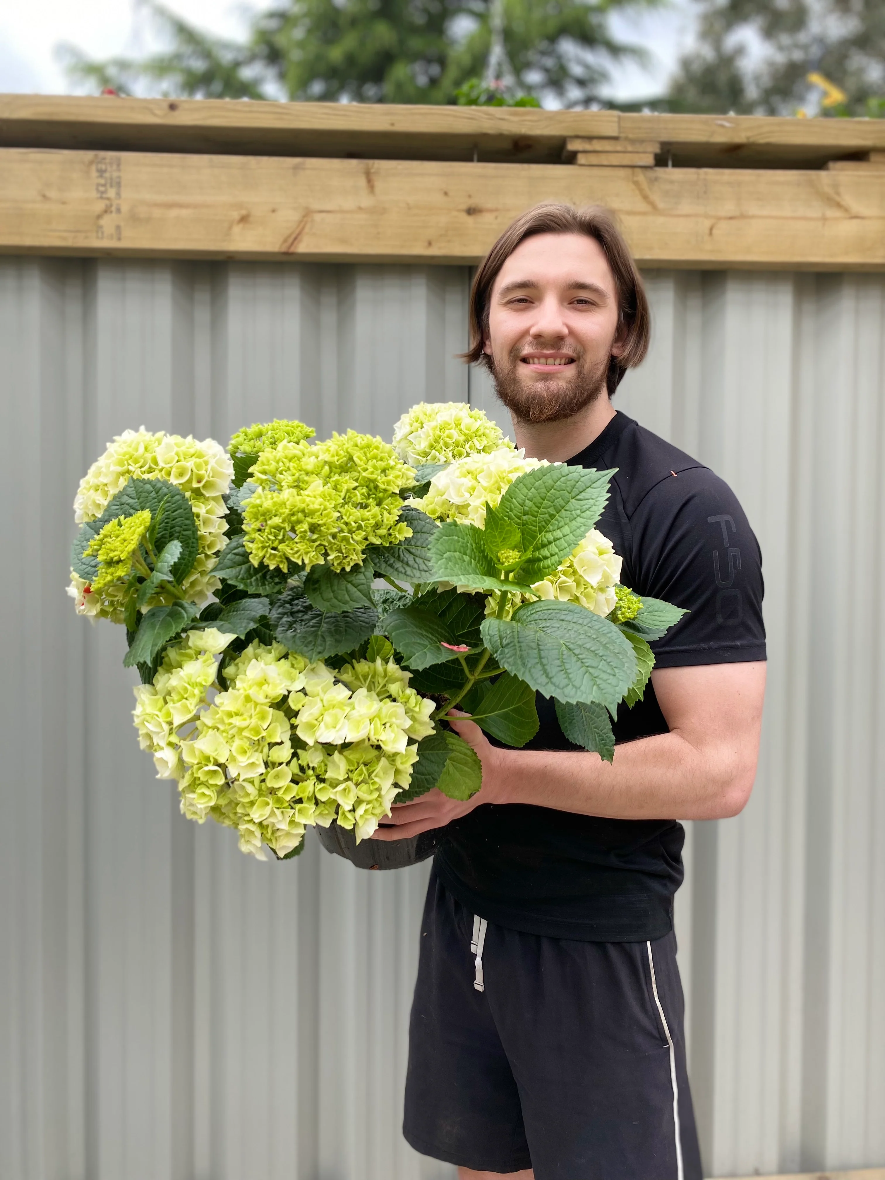 Hydrangea macrophylla 'White Ball' 9cm-10L - Image 7