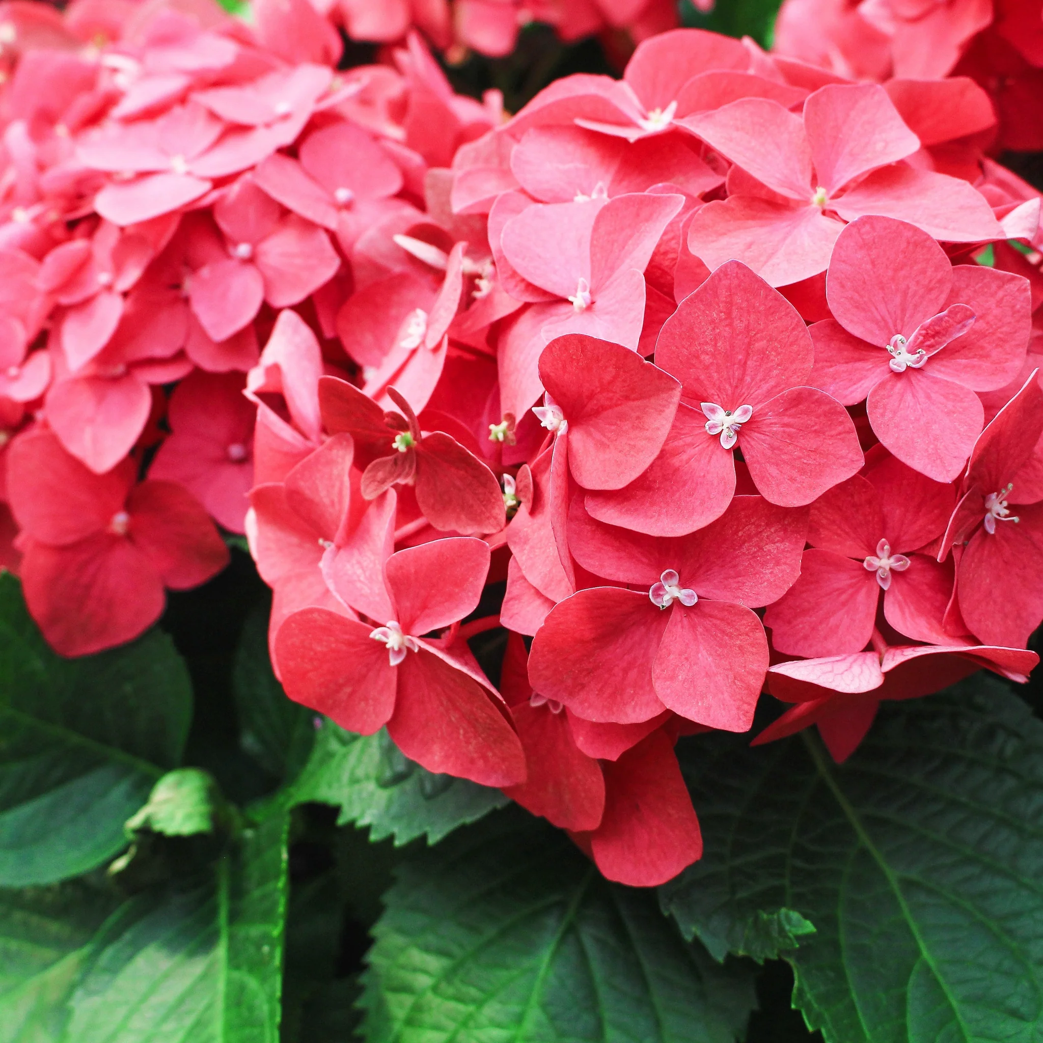 Hydrangea macrophylla 'Red Ball' ( 4 Sizes available) - Image 4