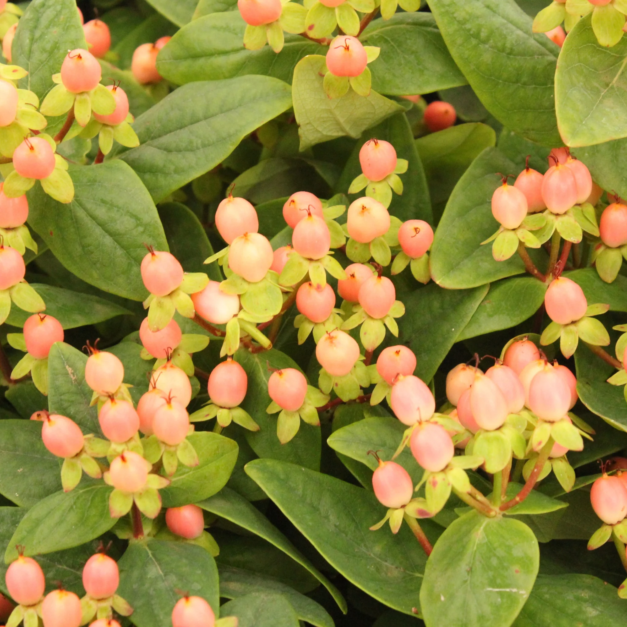 Hypericum 'Magical Beauty' 2L - Image 2