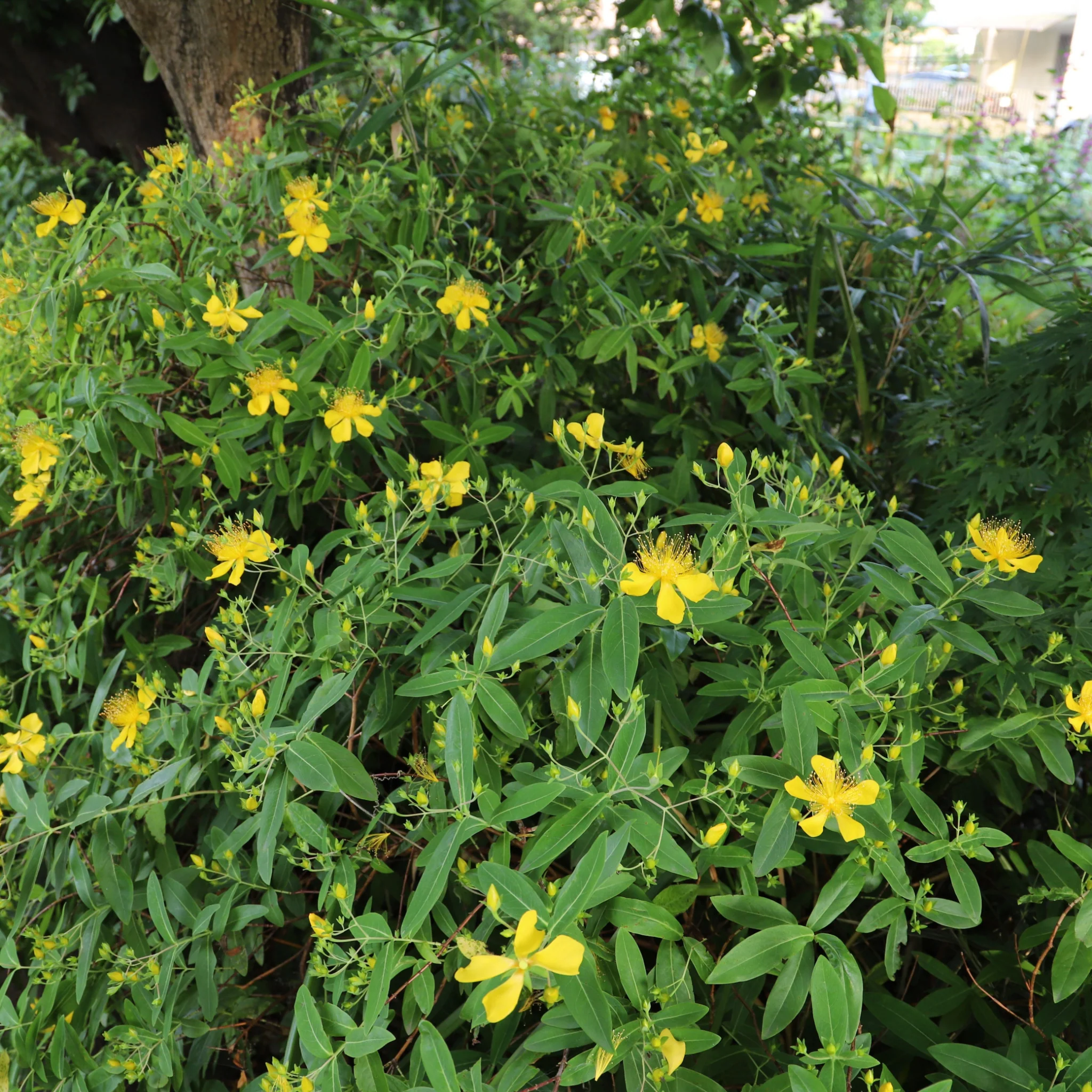 Hypericum 'Magical Sunshine' 2L - Image 2