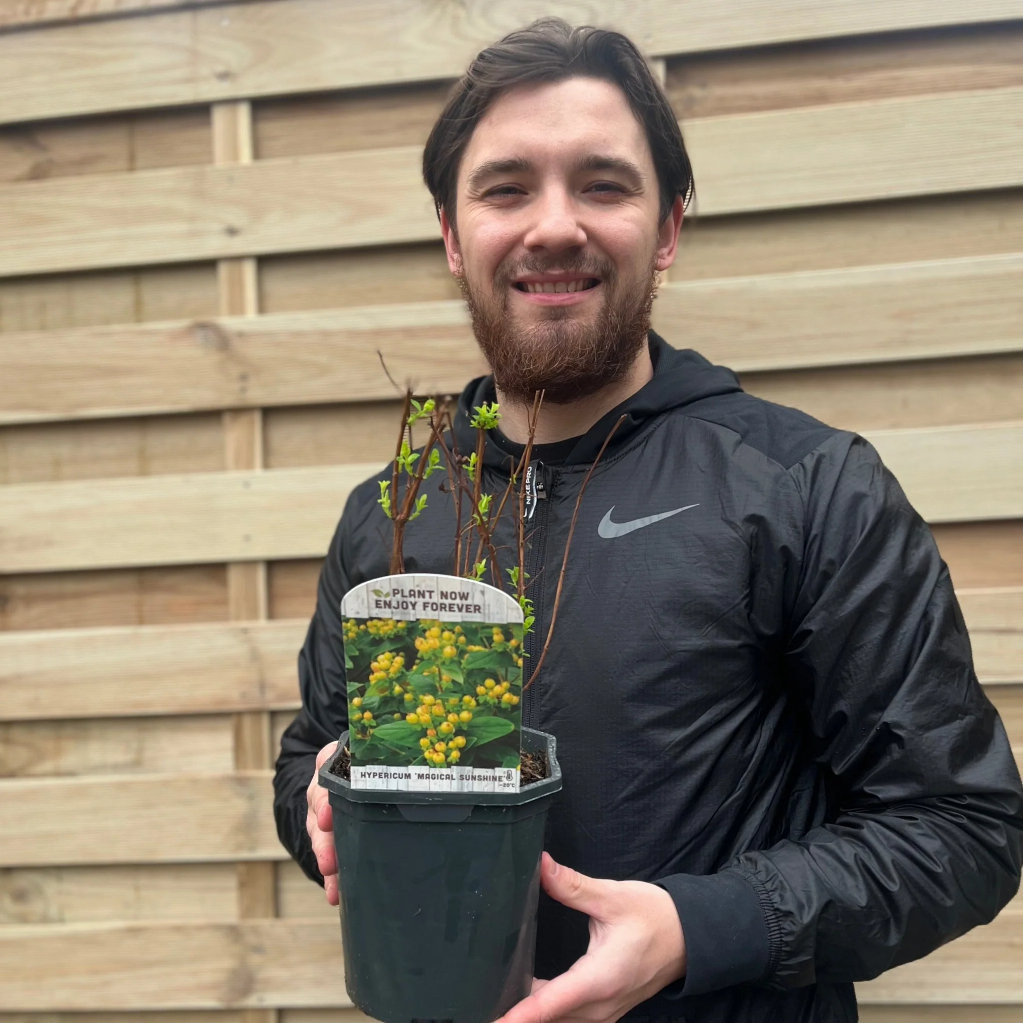 Hypericum 'Magical Sunshine' 2L - Image 3