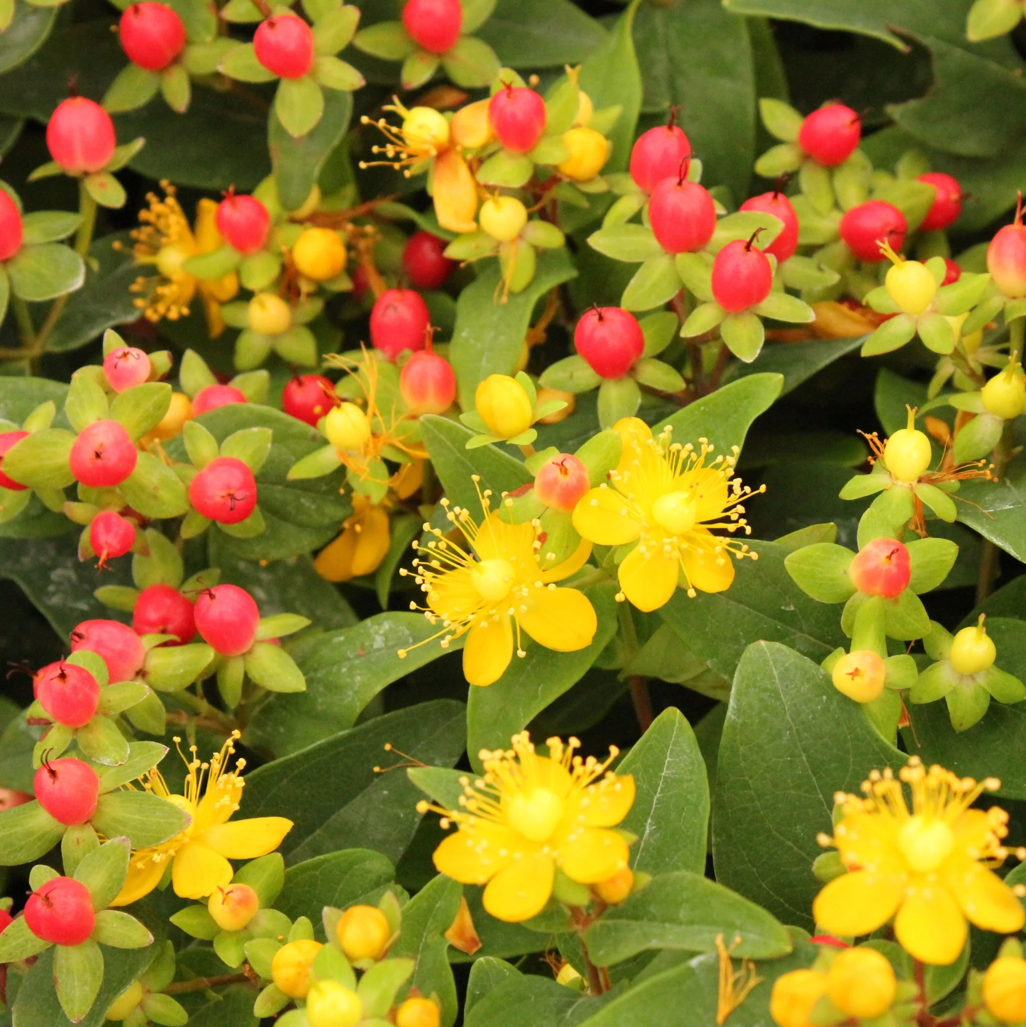 Hypericum 'Mirable Blizz' 2L - Image 2