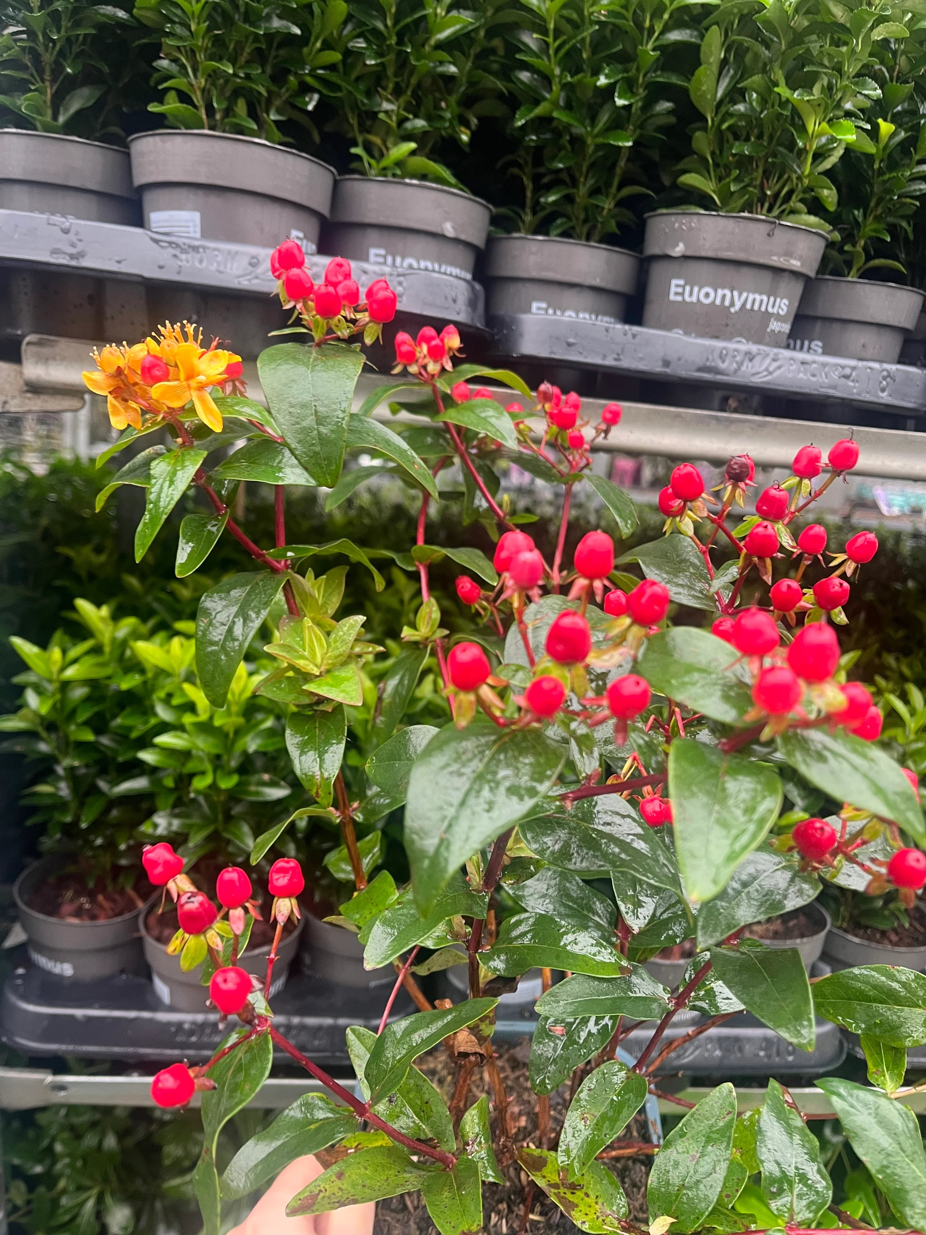Hypericum 'Miracle Summer' 2L - Image 2