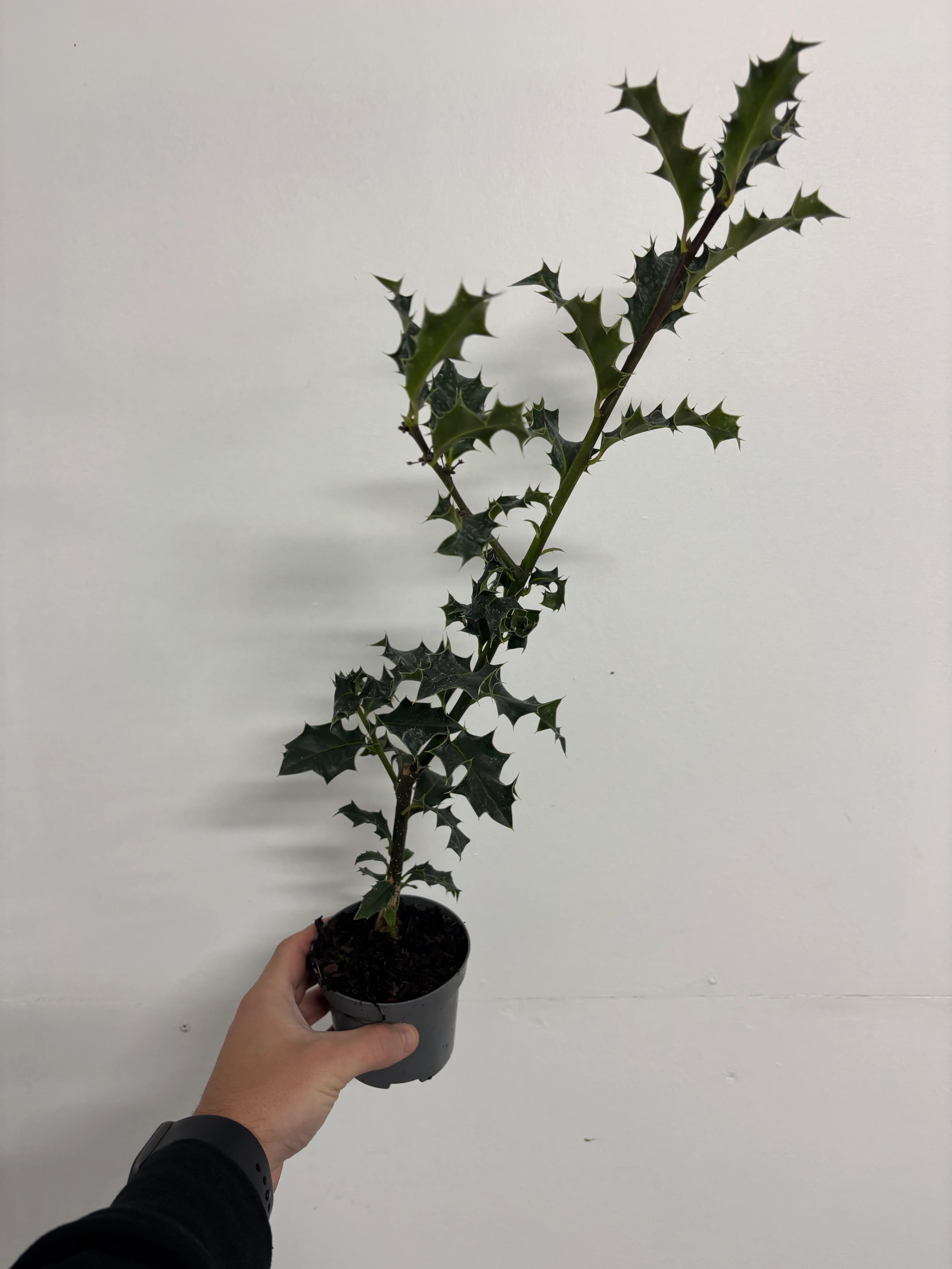 Ilex aquifolium (Holly Bush)  9cm / 2L - Image 3