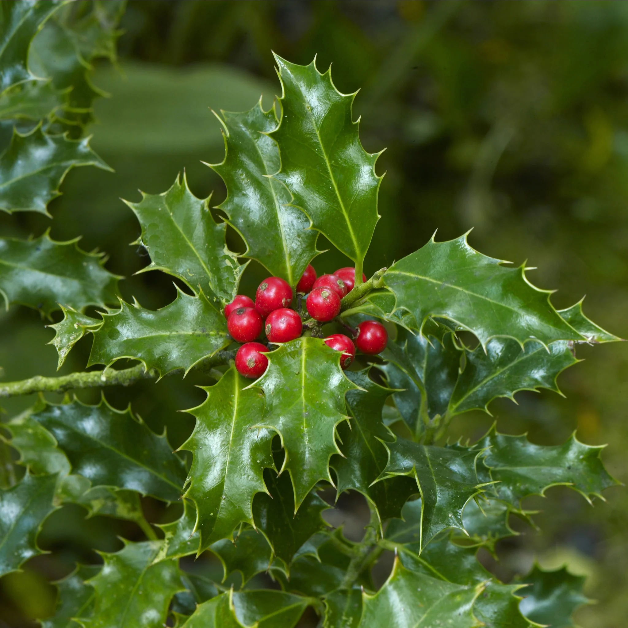 Ilex 'Blue Angel' Holly 5L - Image 3