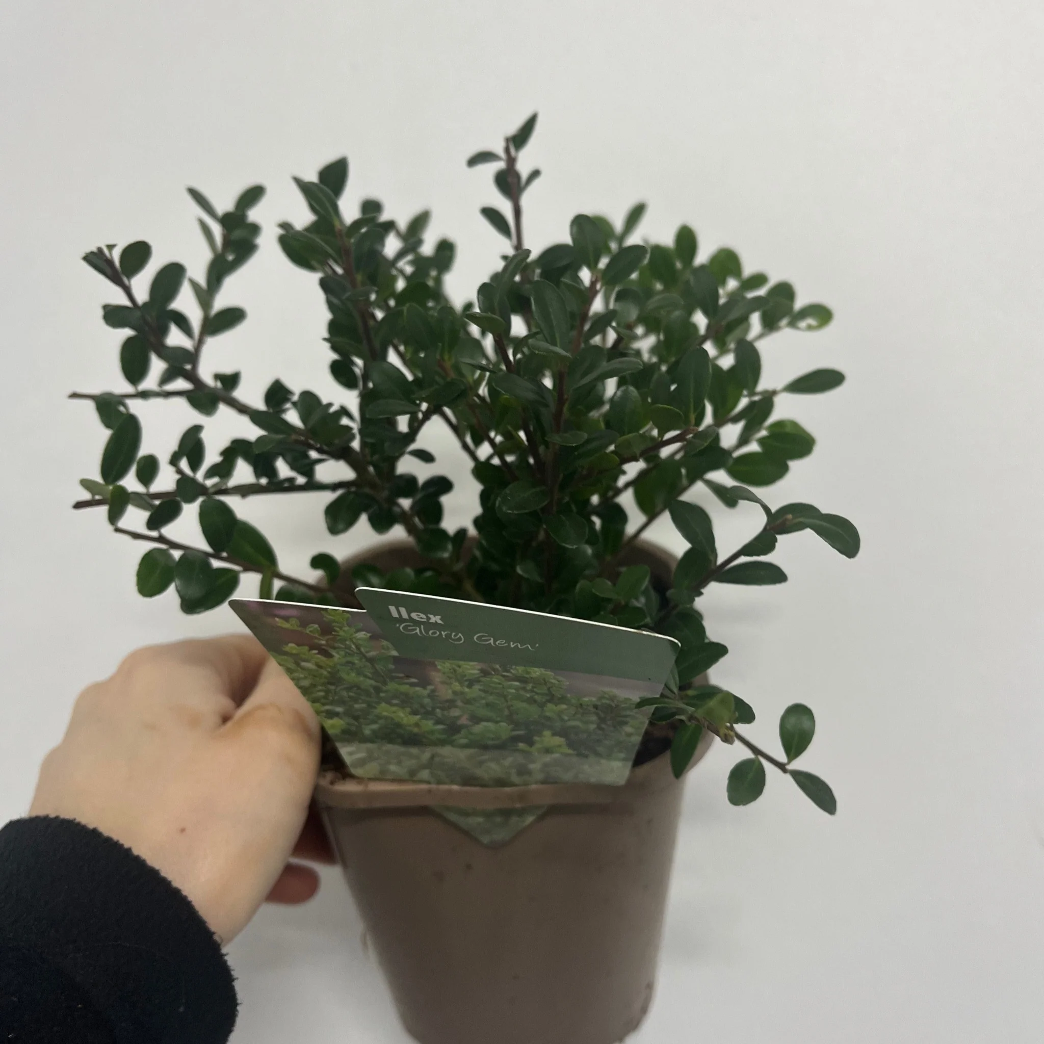 Ilex crenata 'Glory Gem' | Japanese Holly 1L - Image 2
