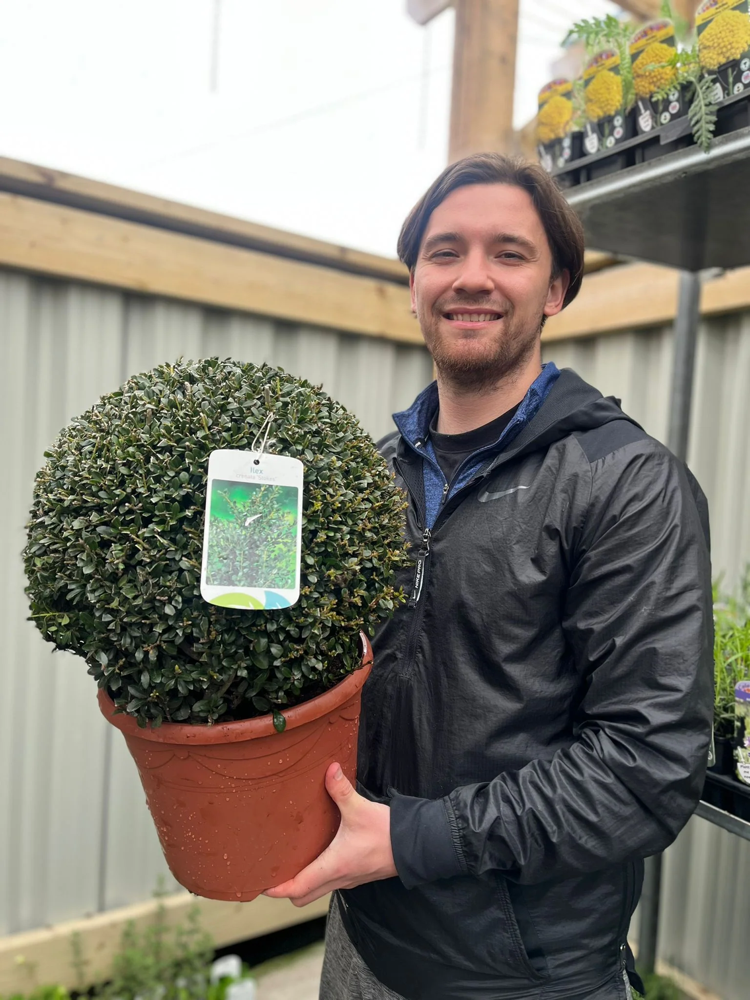 Ilex crenata Stokes 7.5L - Image 2