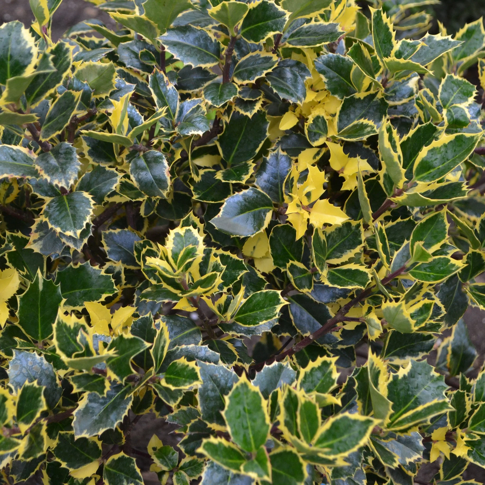 Ilex 'Golden King' | Variegated Holly 5L - Image 2