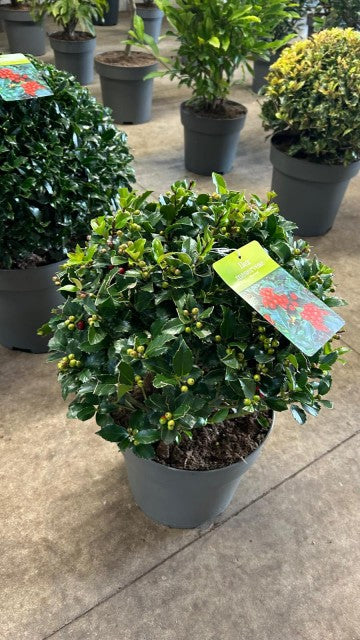 Ilex merserveae 'Blue Maid' Ball 10L (35-40cm diameter) - Image 3