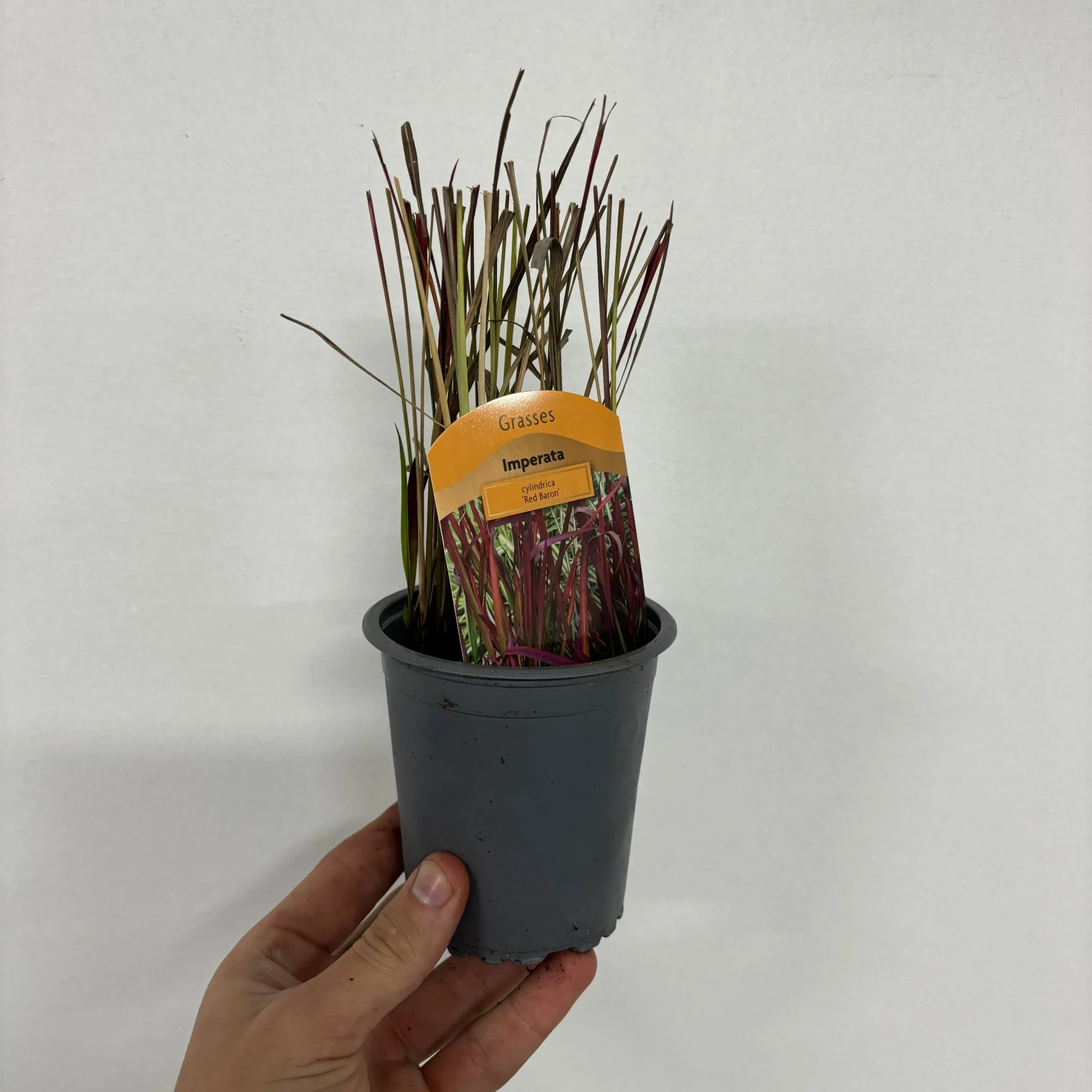 Imperata cylindrica Red Baron (Japanese Blood Grass) 9cm/2L/3L/7.5L - Image 5