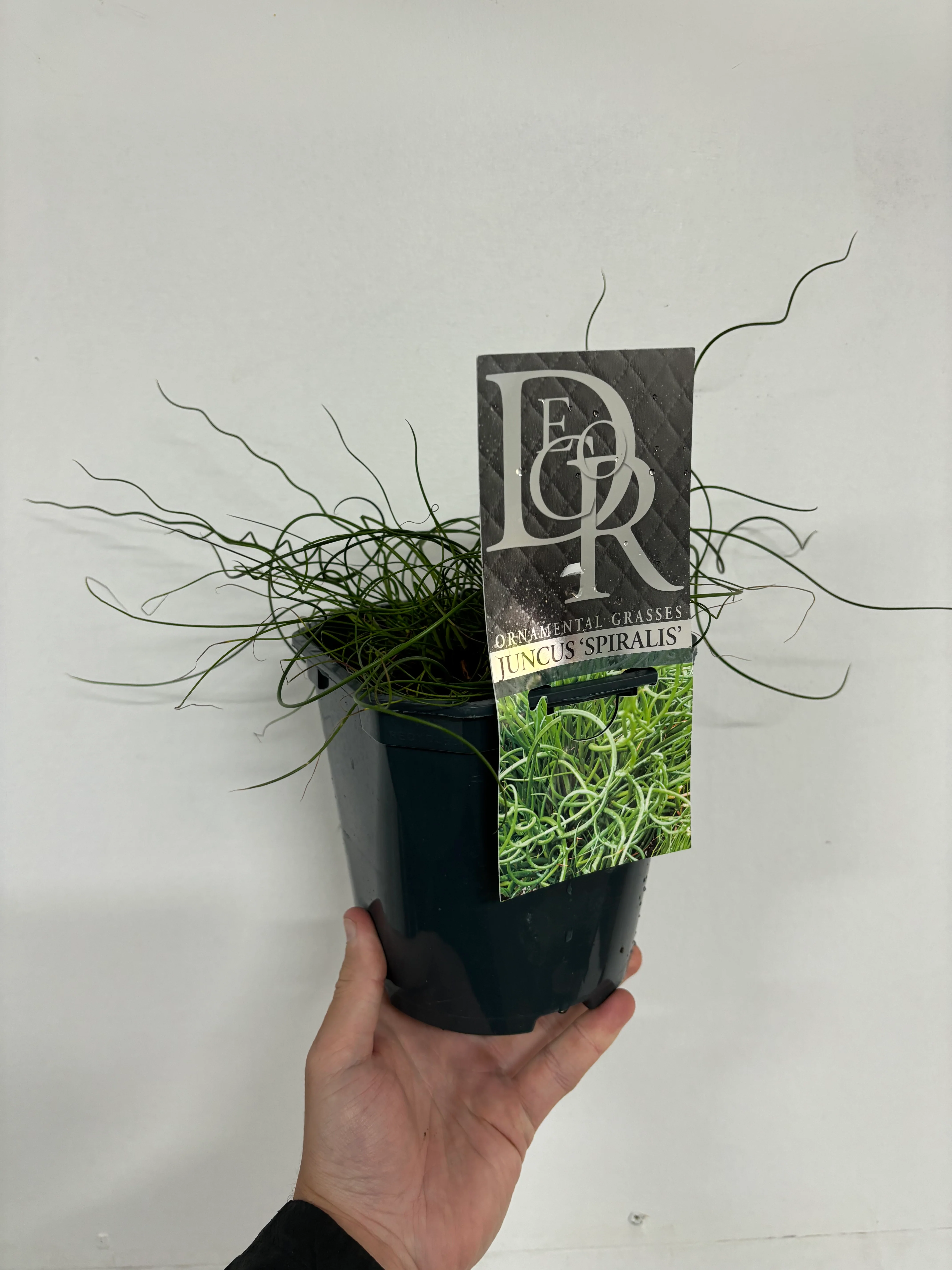 Juncus 'Spiralis' 2L - Image 2