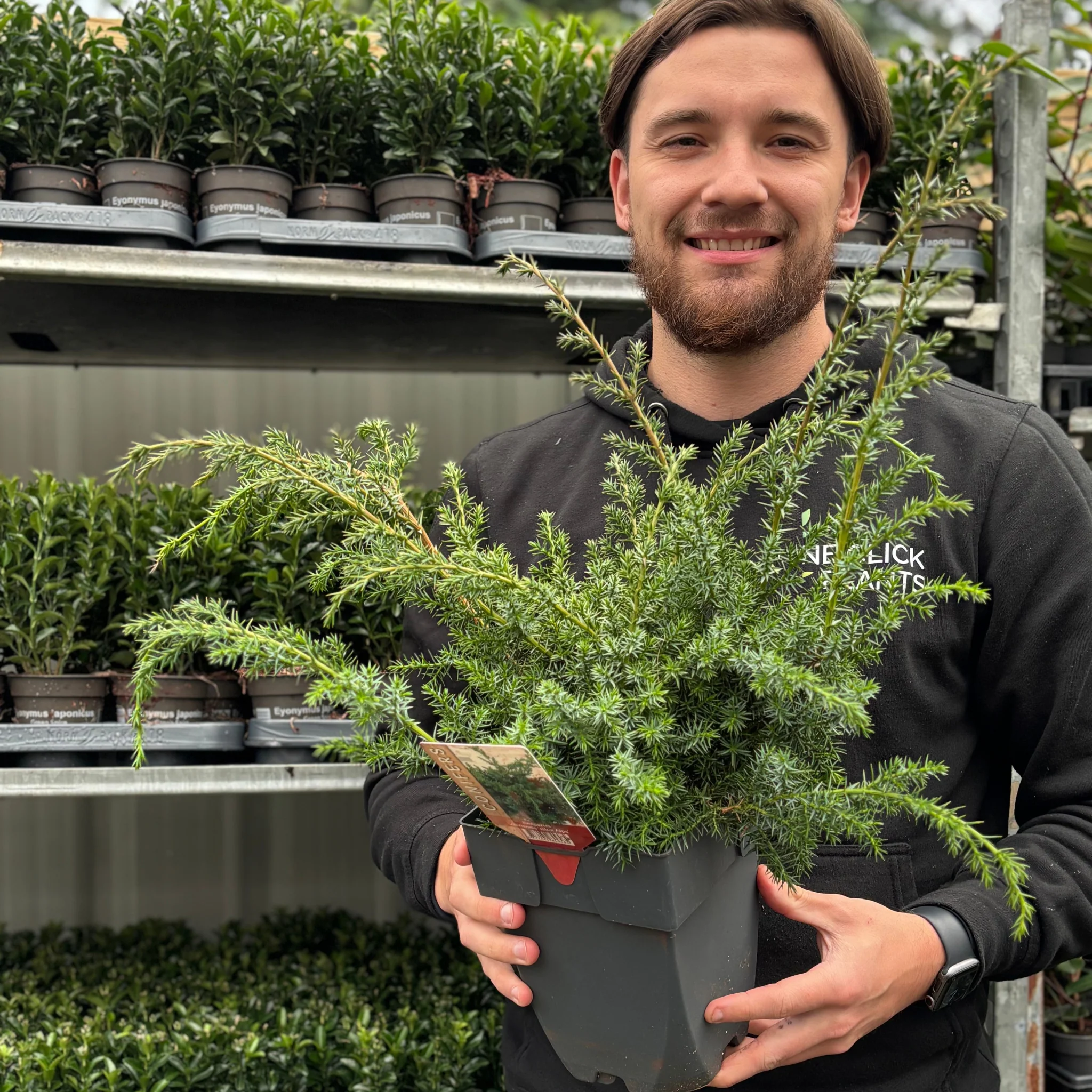 Juniperus chinensis 'Blue Alps' 2L - Image 2