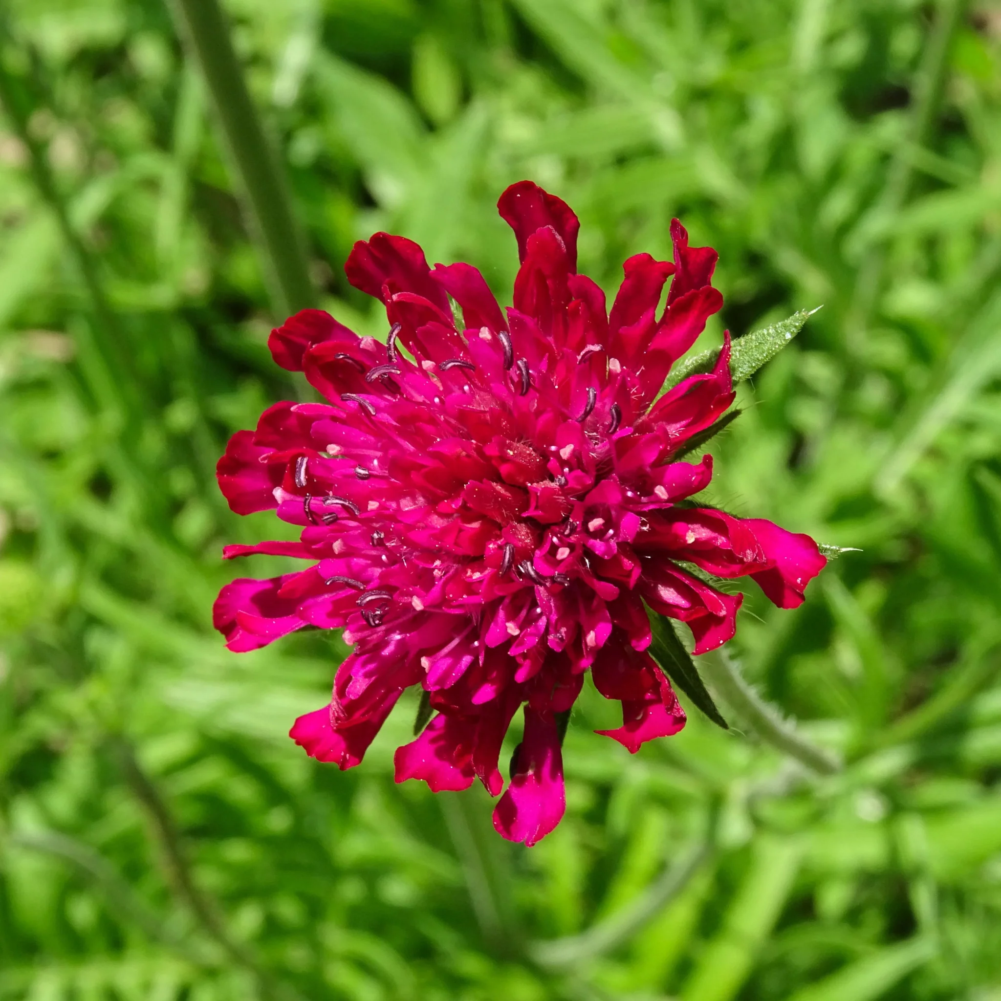 Knautia macedonica 'Red Knight' 9cm - Image 2