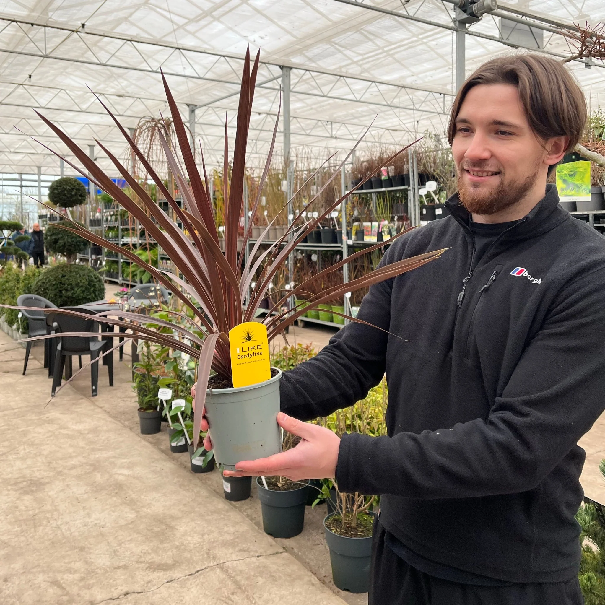 Cordyline australis 'Red Star' (3 sizes available) - Image 3