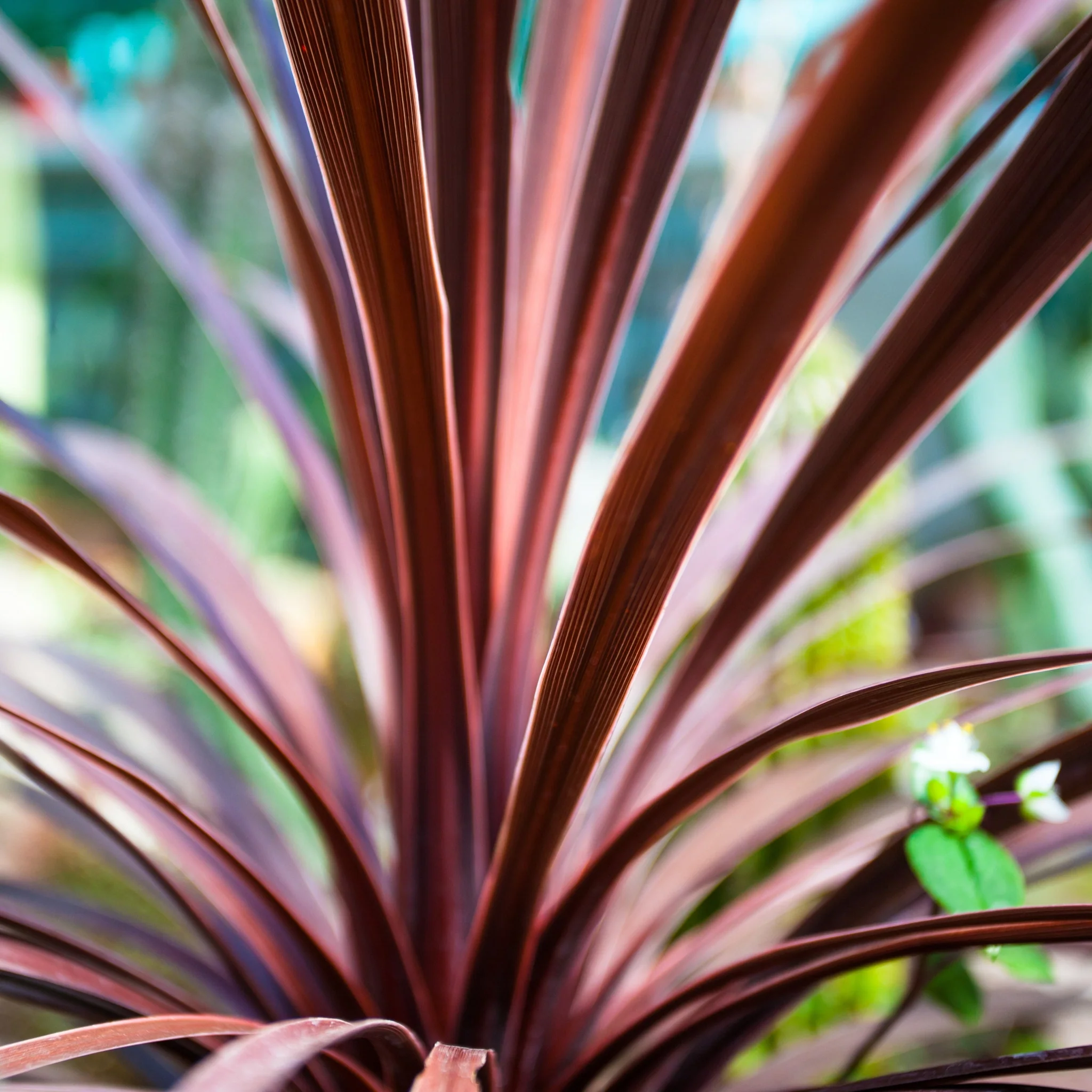 Cordyline australis 'Red Star' (3 sizes available) - Image 4