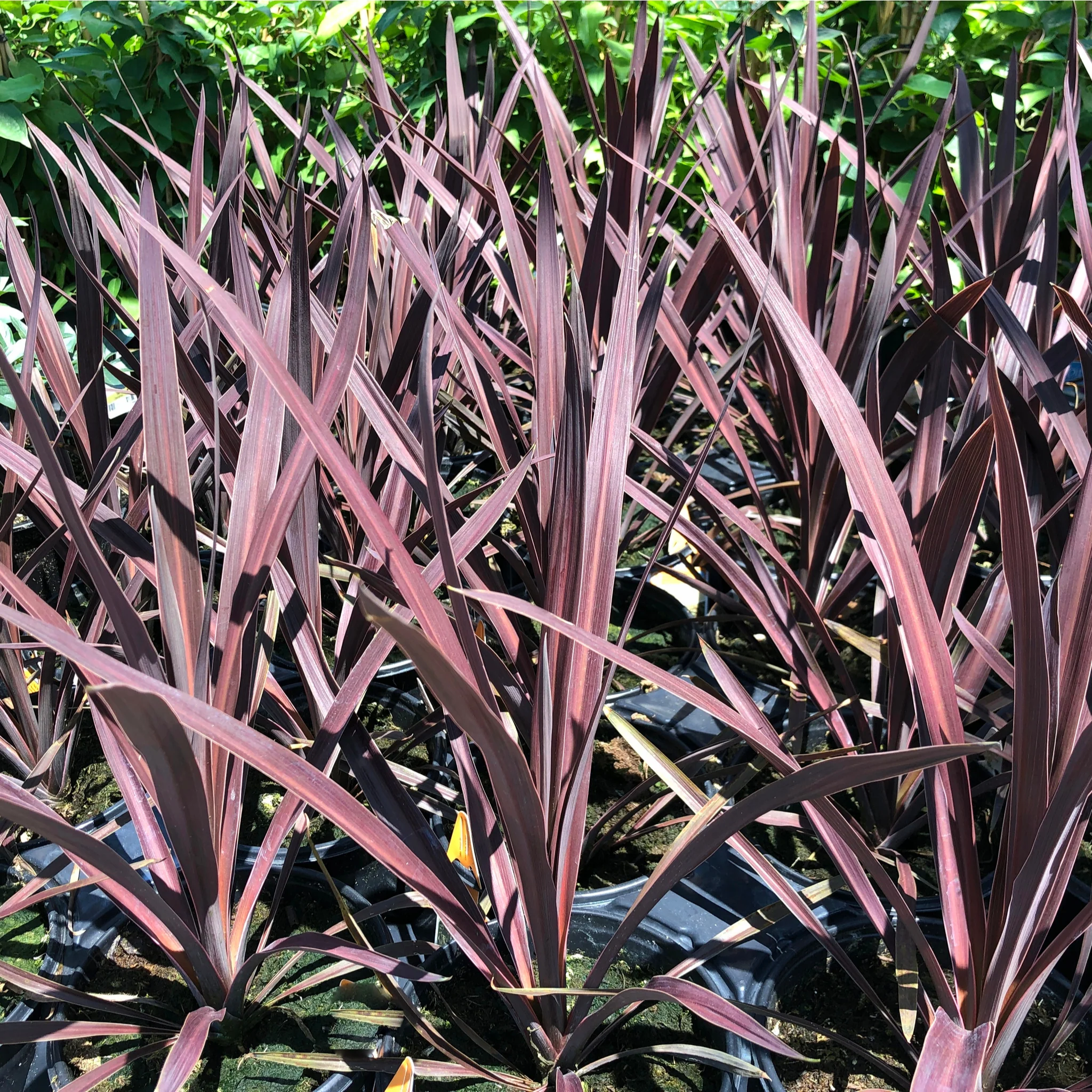 Cordyline australis 'Red Star' (3 sizes available) - Image 5