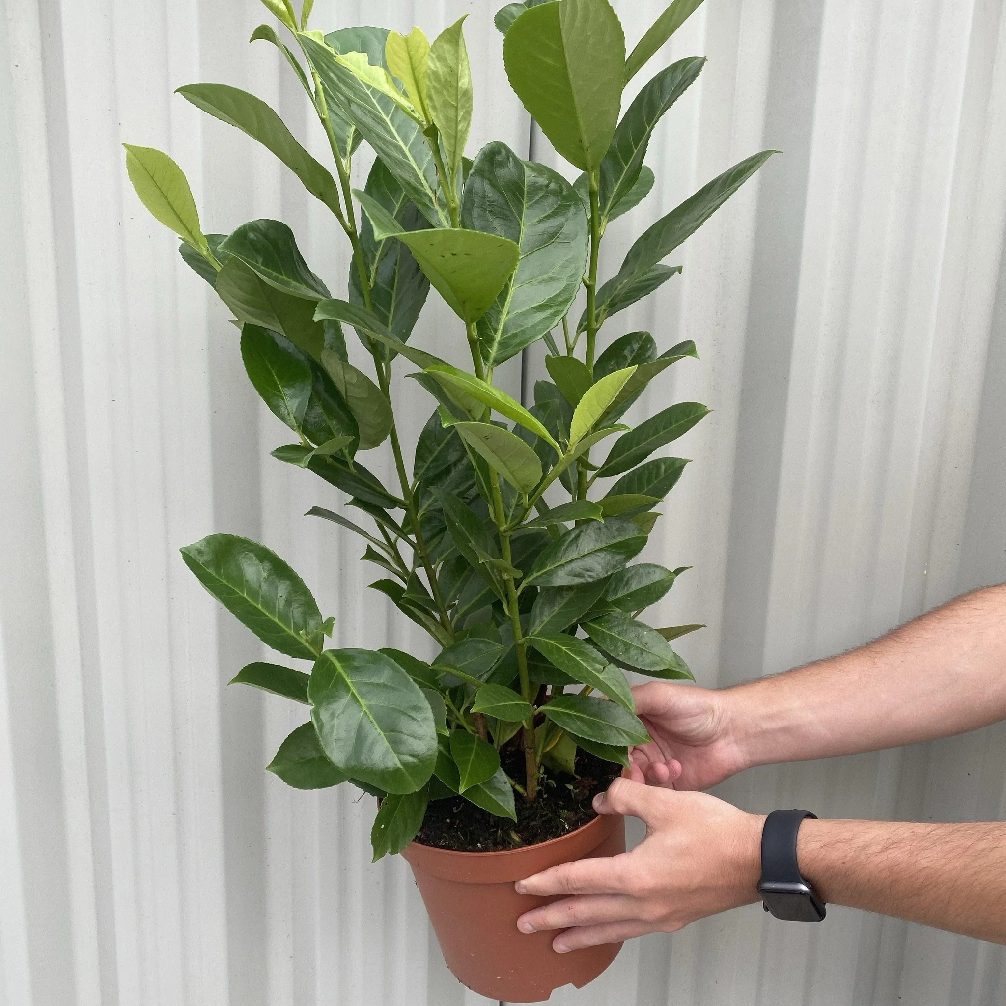 2-3ft (60-90cm) Potted Cherry Laurel Hedge Plants (Multibuy Offers Available) - Image 3