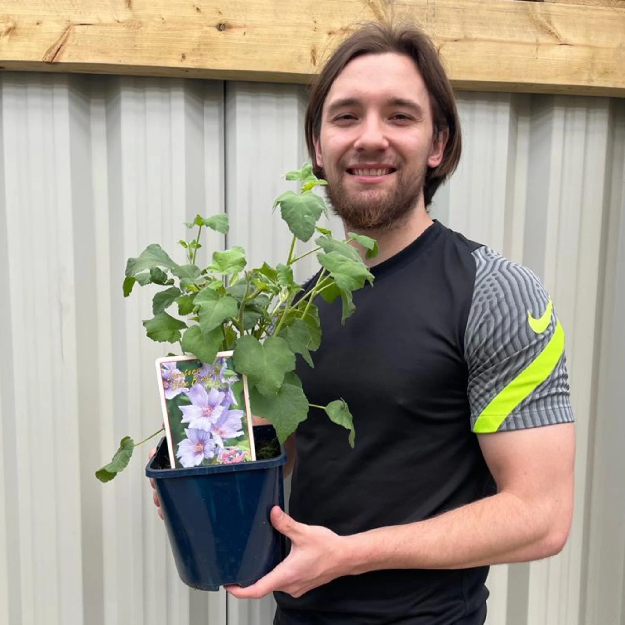Lavatera 'Blue Bird' 3L - Image 2