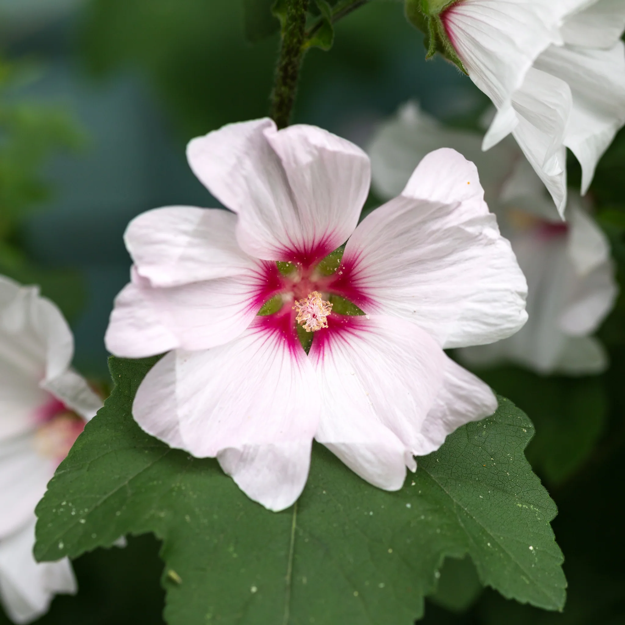 Lavatera 'Blushing Bride' 2L - Image 2