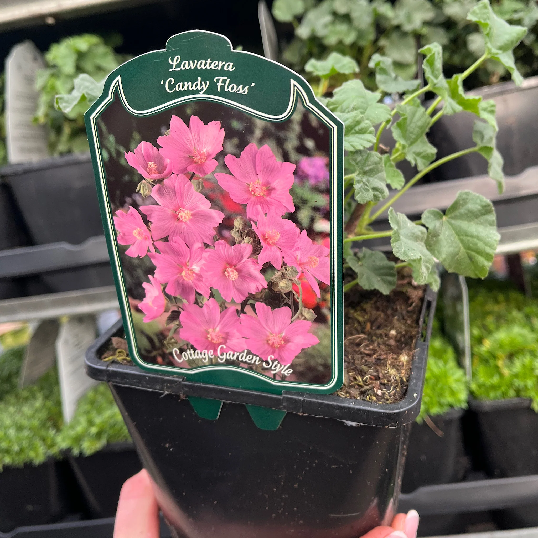 Lavatera x clementii 'Candy Floss' 2L - Image 2