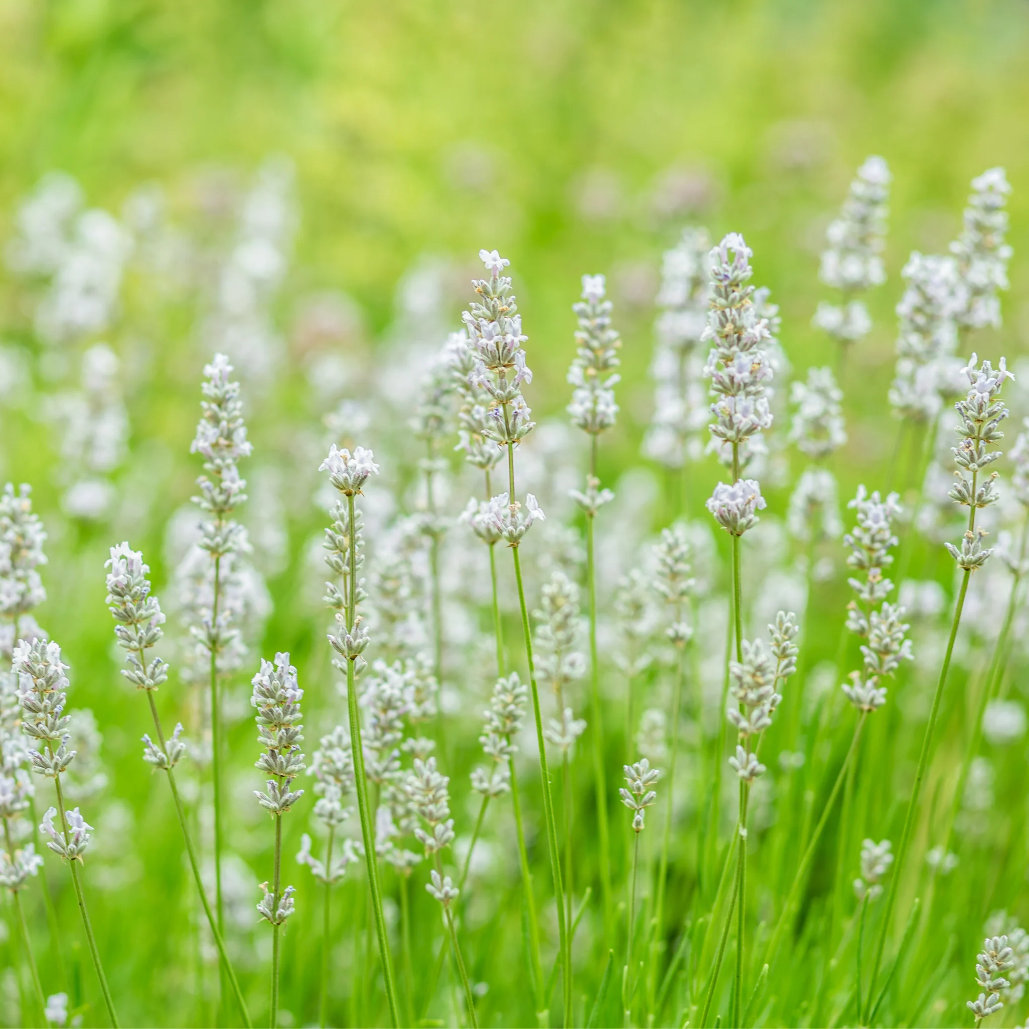 Lavender 'Aromance White' 2L - Image 2