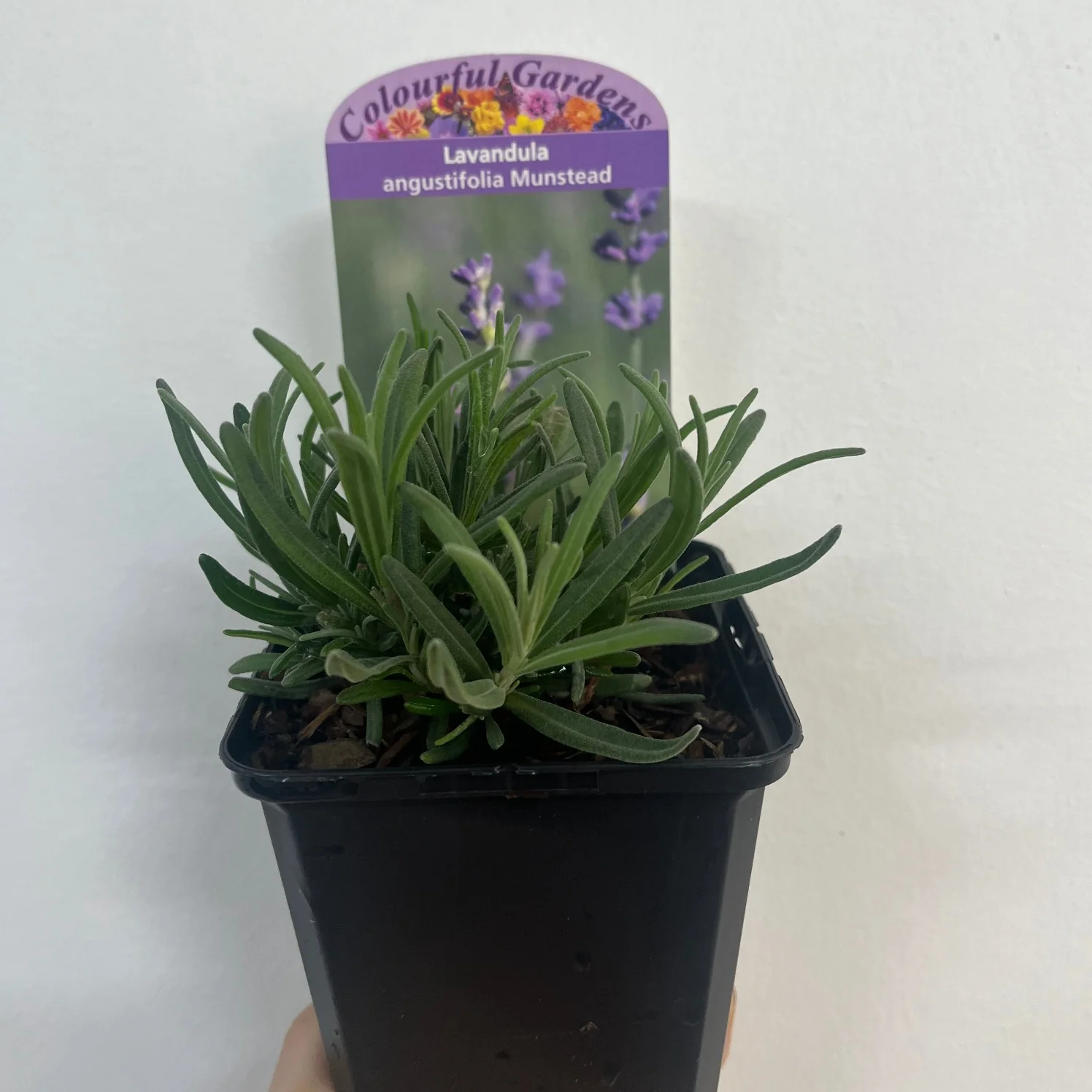 Lavender angustifolia 'Munstead' 9cm/1.5L - Image 2