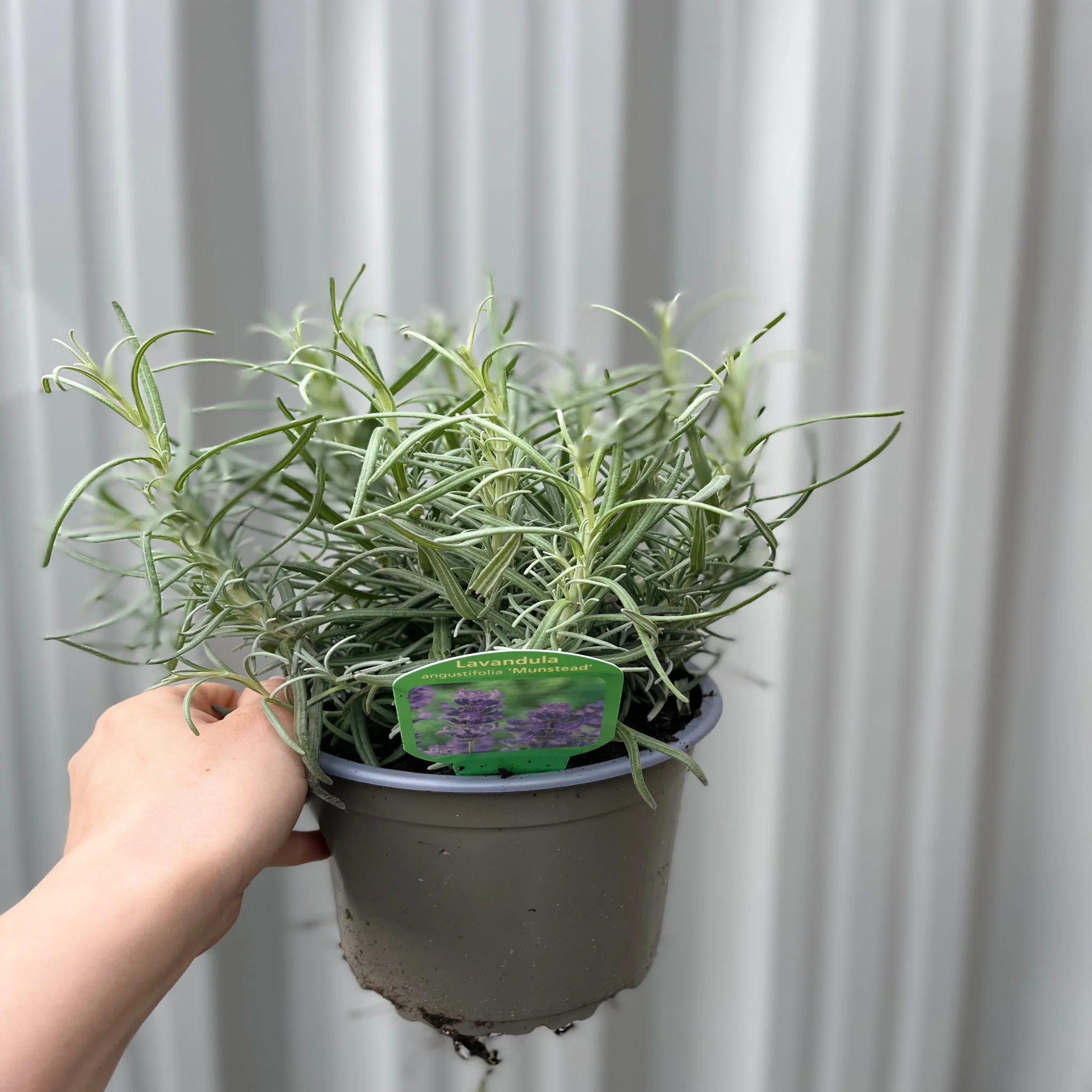 Lavender angustifolia 'Munstead' 9cm/1.5L - Image 3